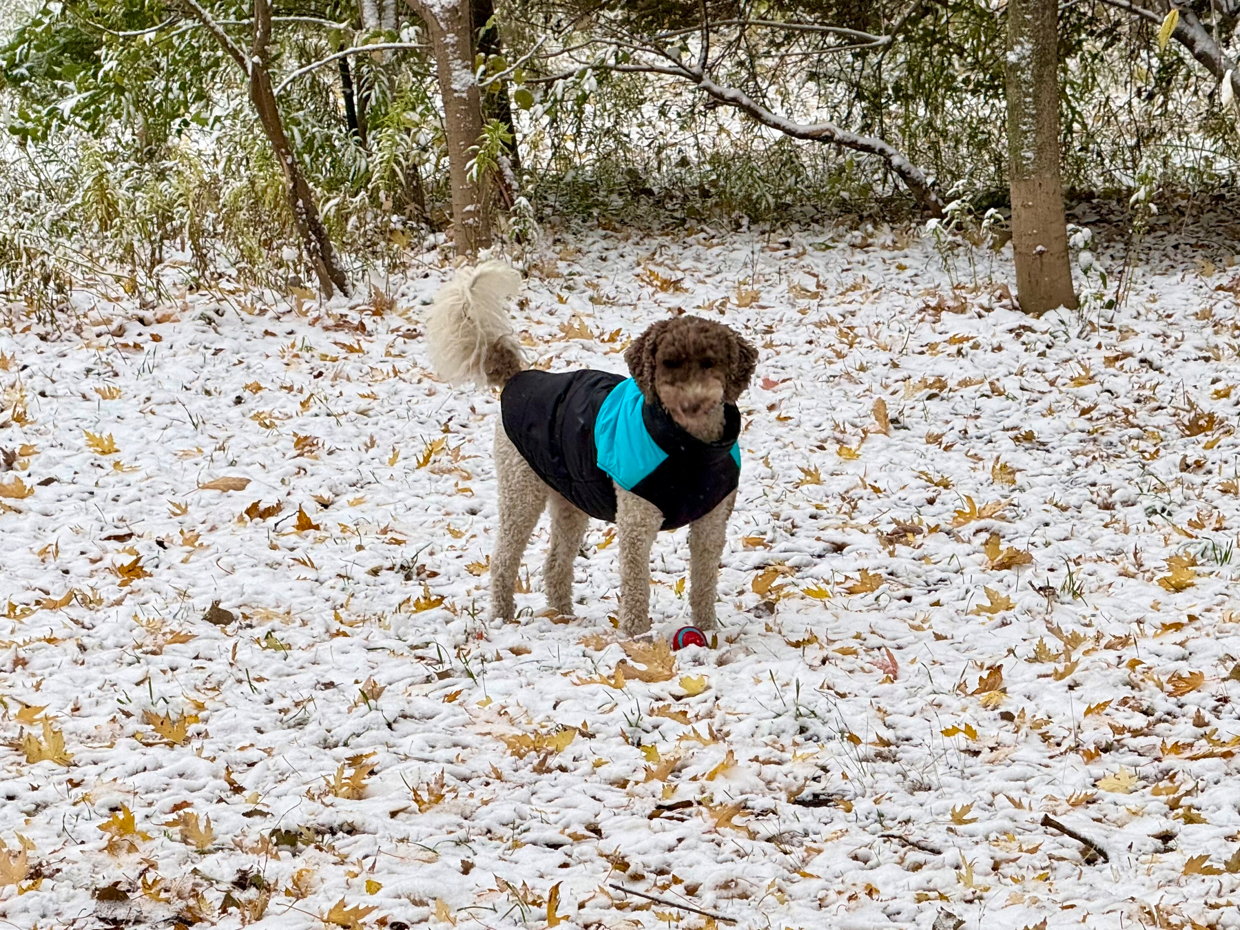 A curly-haired dog wearing a turquoise and black jacket stands in a snowy field. The ground is covered with a light layer of snow, scattered with fallen yellow leaves. Trees with light snow are visible in the background.
