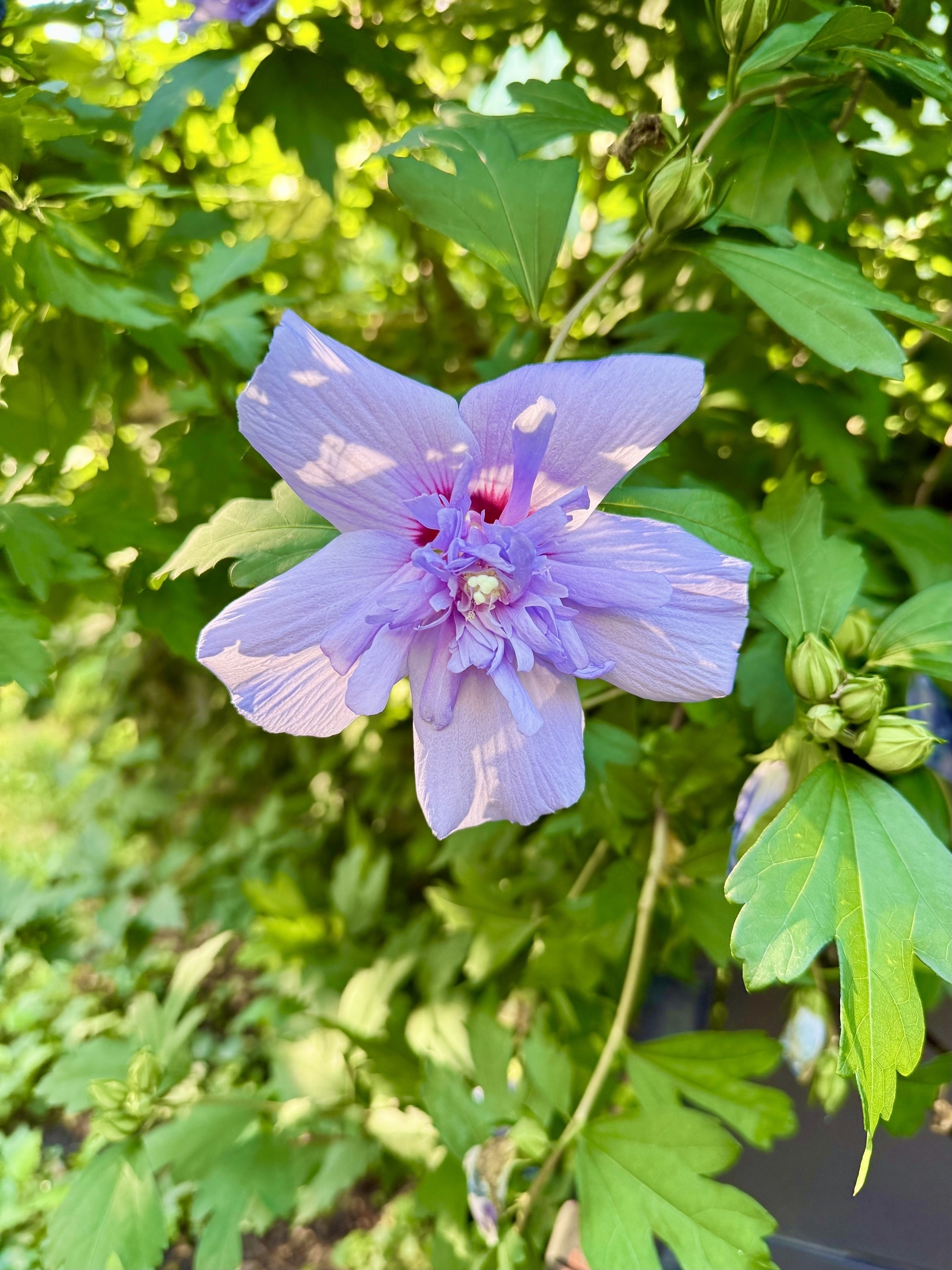 A close-up of a light purple hibiscus flower with a vibrant pink and white center, surrounded by lush green leaves. Sunlight filters through the leaves, creating a natural, dappled effect.