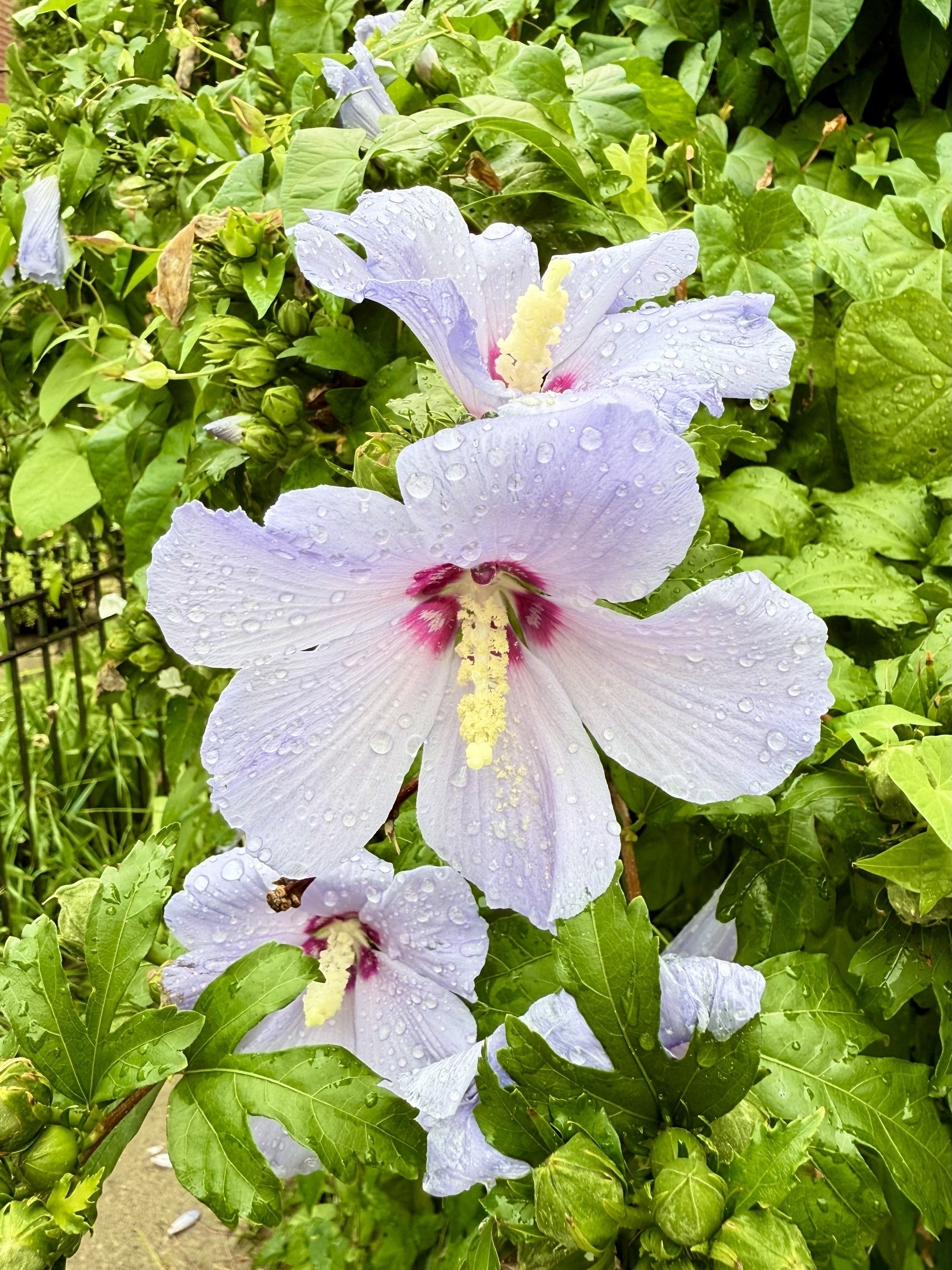 A cluster of pale purple hibiscus flowers with prominent white and dark pink centers, covered in water droplets. The lush green foliage surrounds the blooms, creating a vibrant and fresh background.
