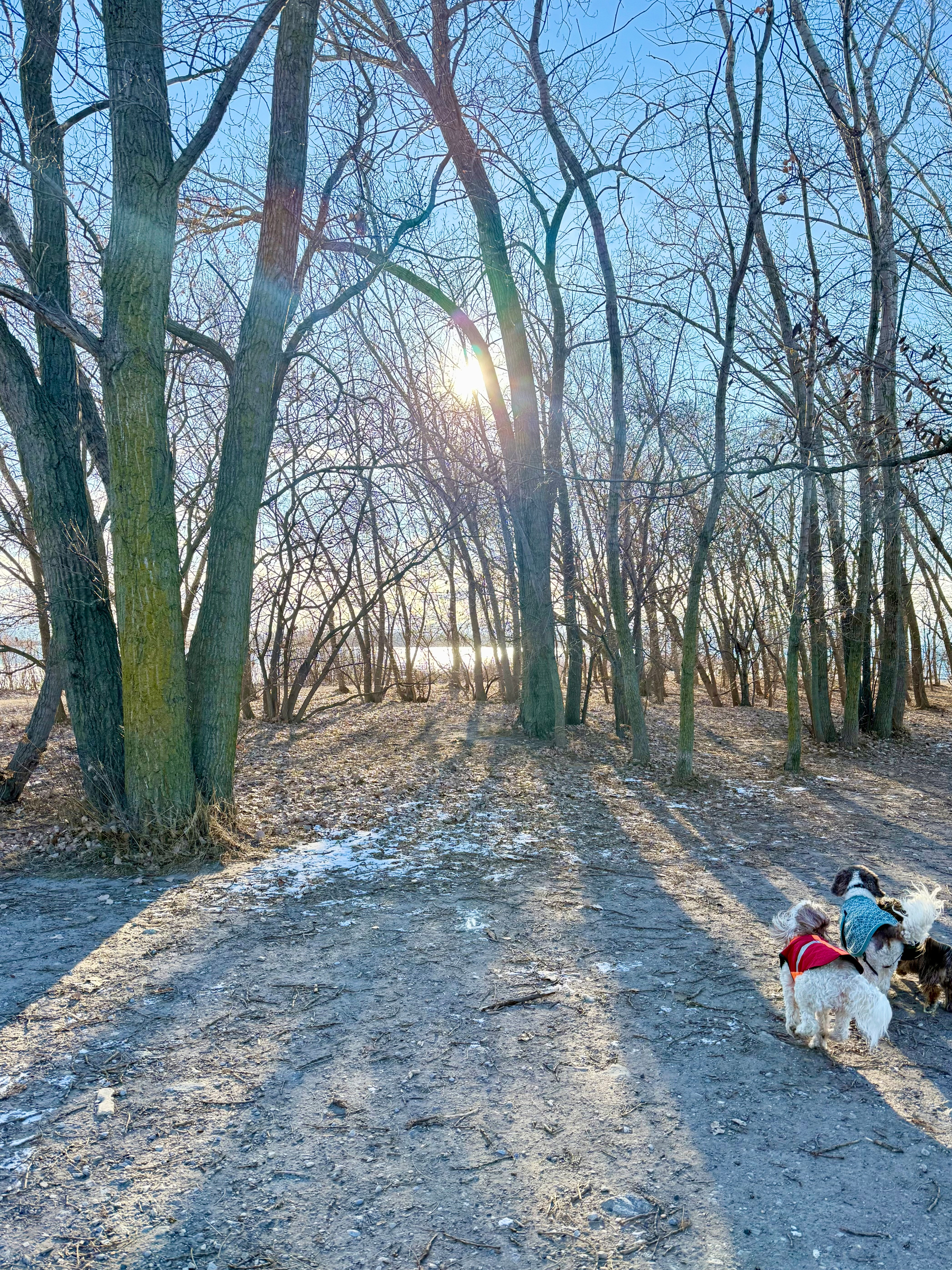 A winter scene in a sparse forest with the sun shining through bare tree branches, creating long shadows on the ground. Two small dogs wearing sweaters, one in red and one in teal, are playing on the forest floor partially covered with patches of snow.