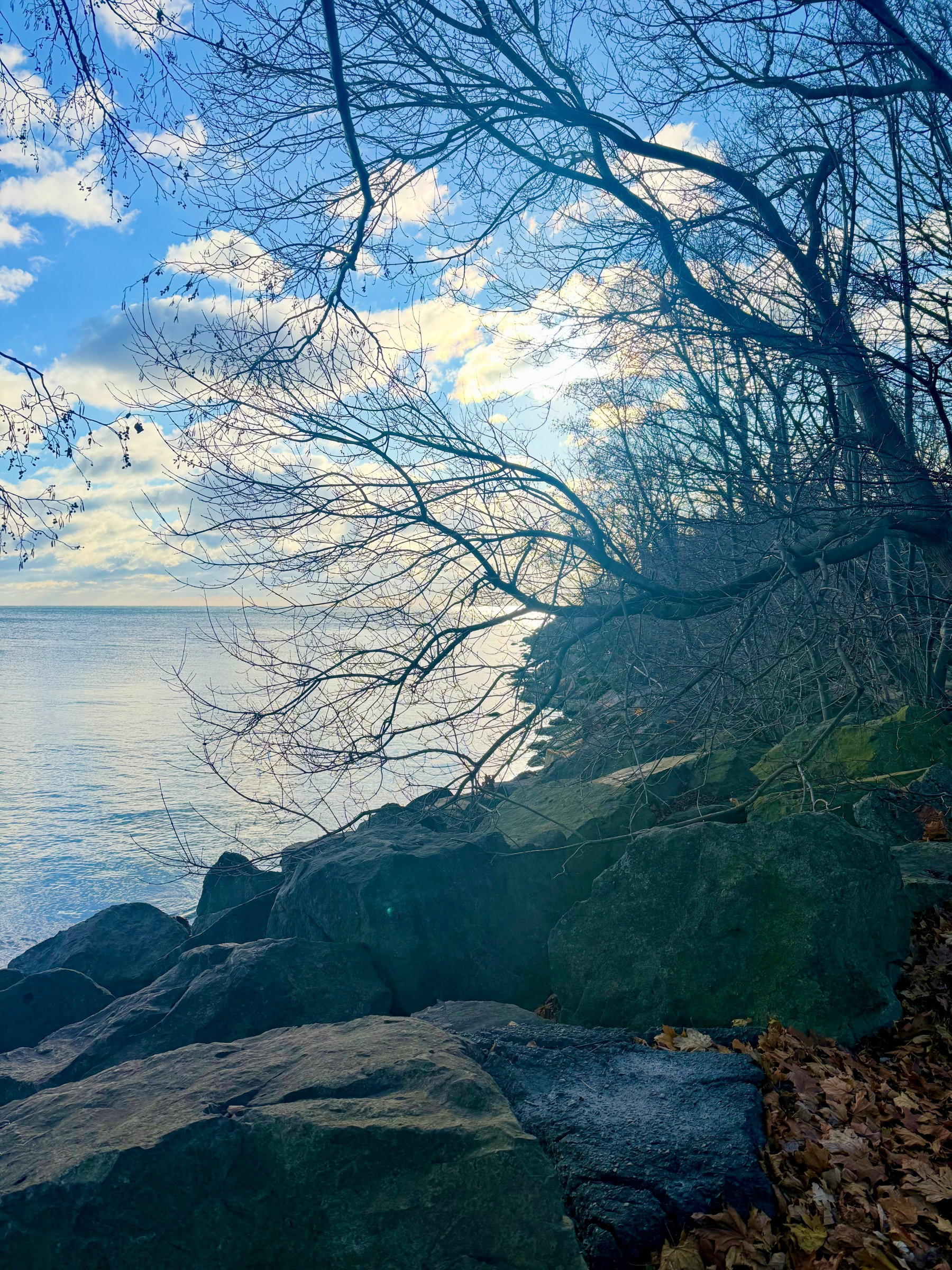 A serene lakeside scene with bare trees silhouetted against a bright blue sky and rocky shoreline.