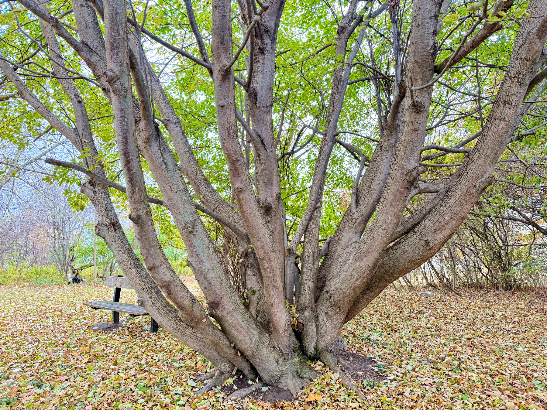 A large tree with multiple thick trunks stands in a park, with branches spread out, full of green leaves. The ground is covered with fallen leaves in shades of yellow and brown. A wooden bench is partially visible on the left side, situated among the leaves. In the background, there are more trees with sparse foliage. The scene conveys a peaceful, autumnal setting.