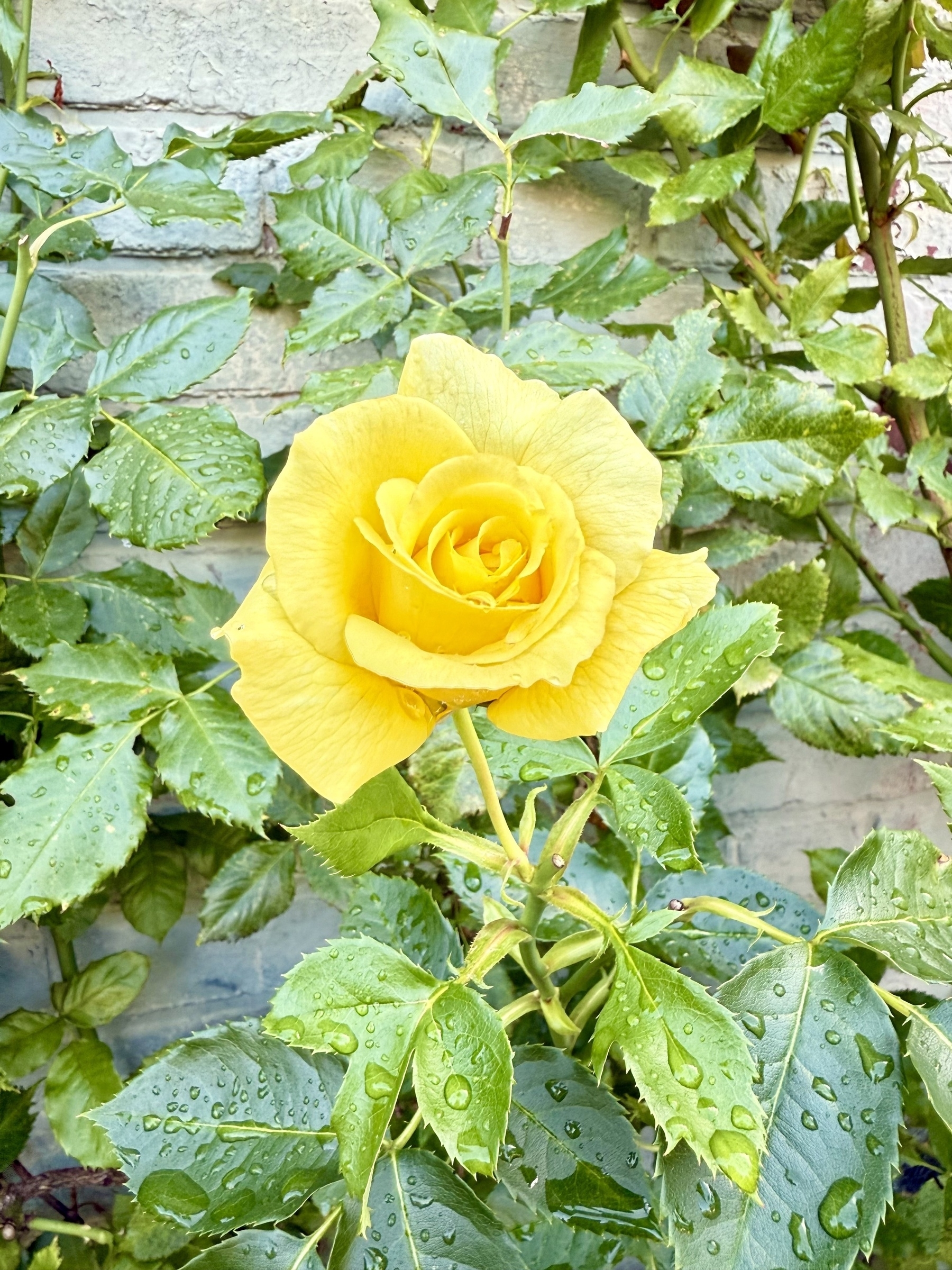 A vibrant yellow rose in full bloom is surrounded by lush green leaves. Water droplets can be seen on the leaves, suggesting recent rainfall. The background is a light-colored brick wall, providing a natural setting for the rose.