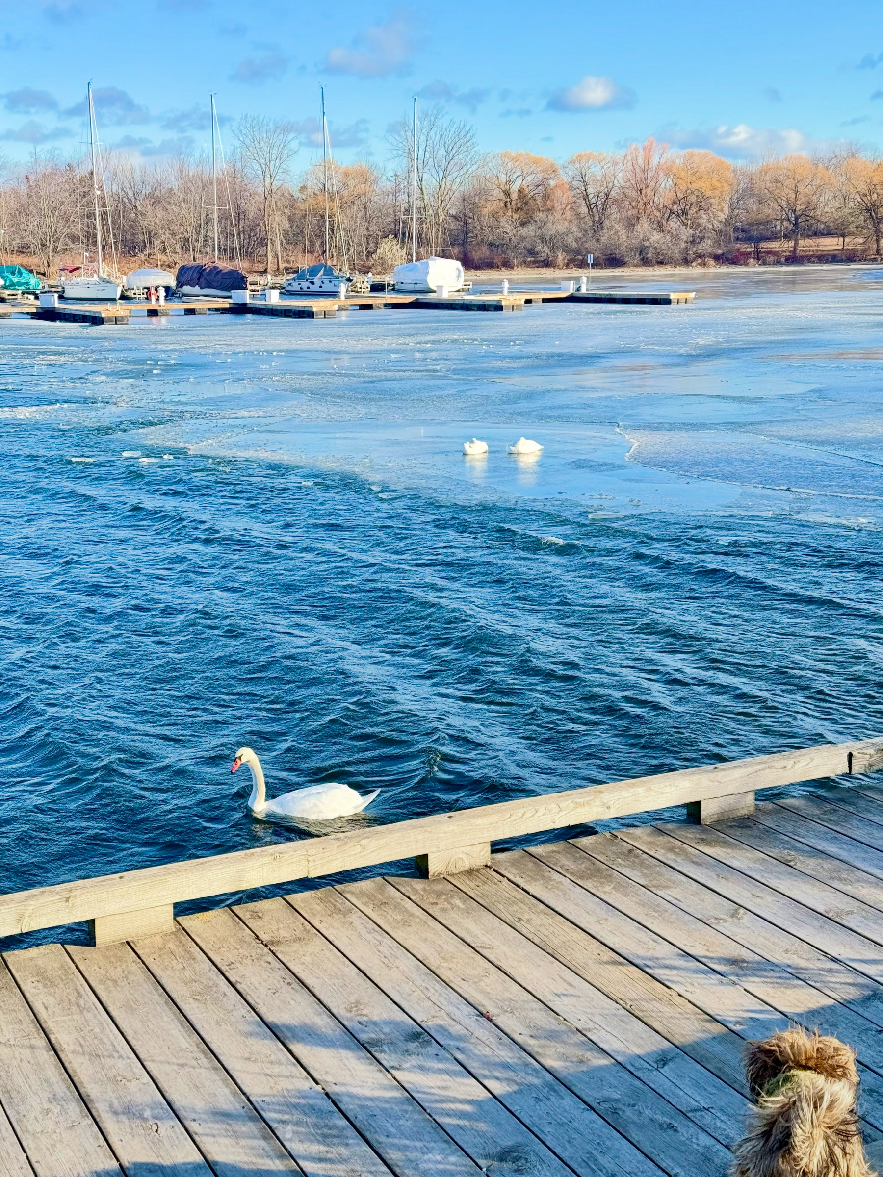 A swan swims near a partially frozen lake with a pier and boats in the background.