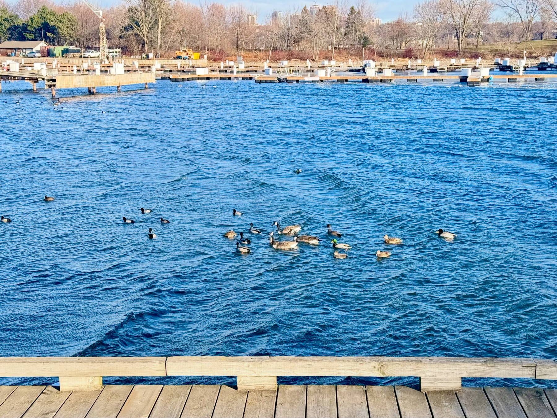 A group of ducks swims near a wooden dock on a windy day by the lake.