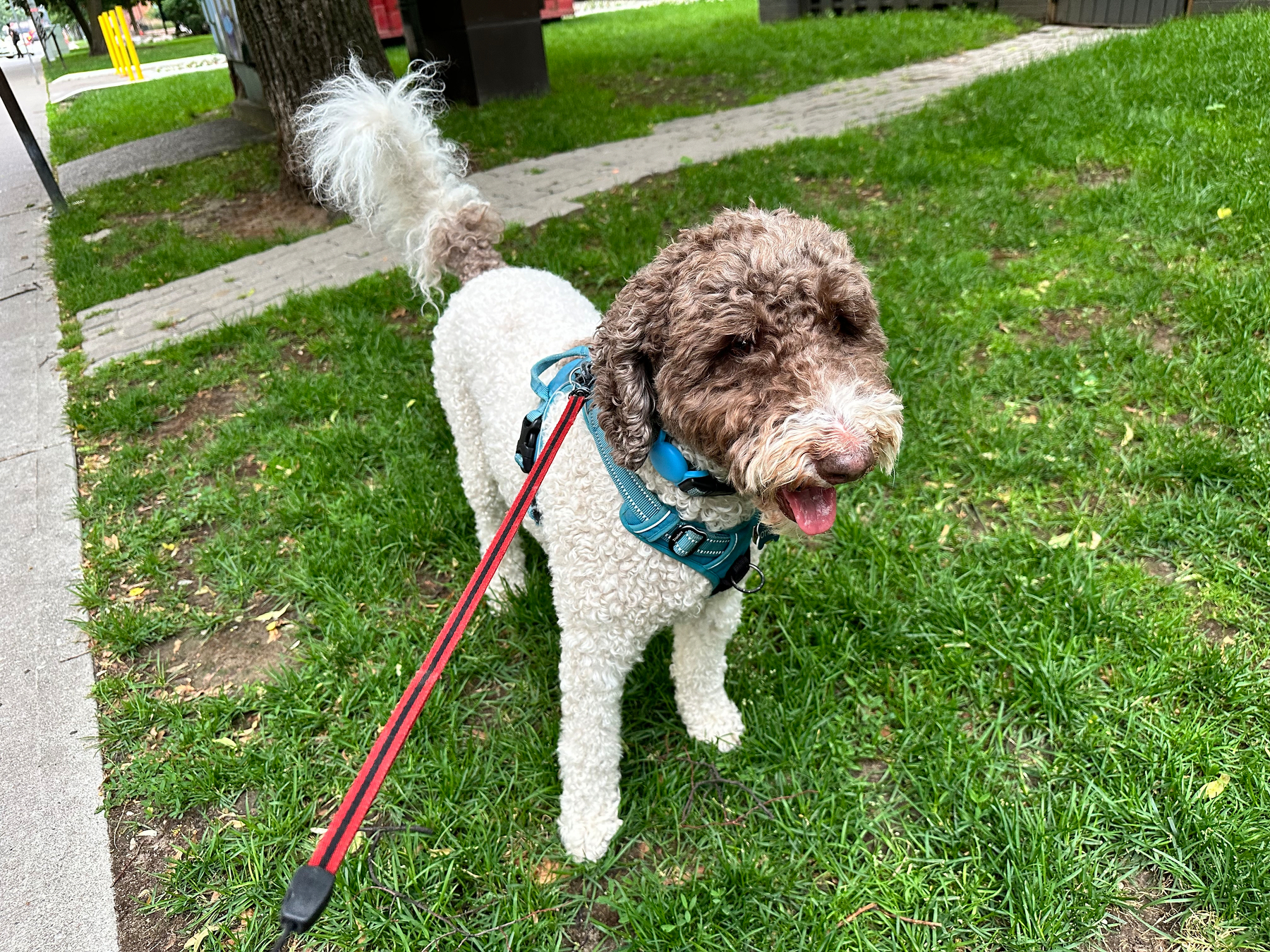A curly-coated dog with brown and white fur is standing on a grassy area. The dog is wearing a blue harness and is on a red leash. Its tongue is out, and it appears to be panting. A pathway and some trees are visible in the background.
