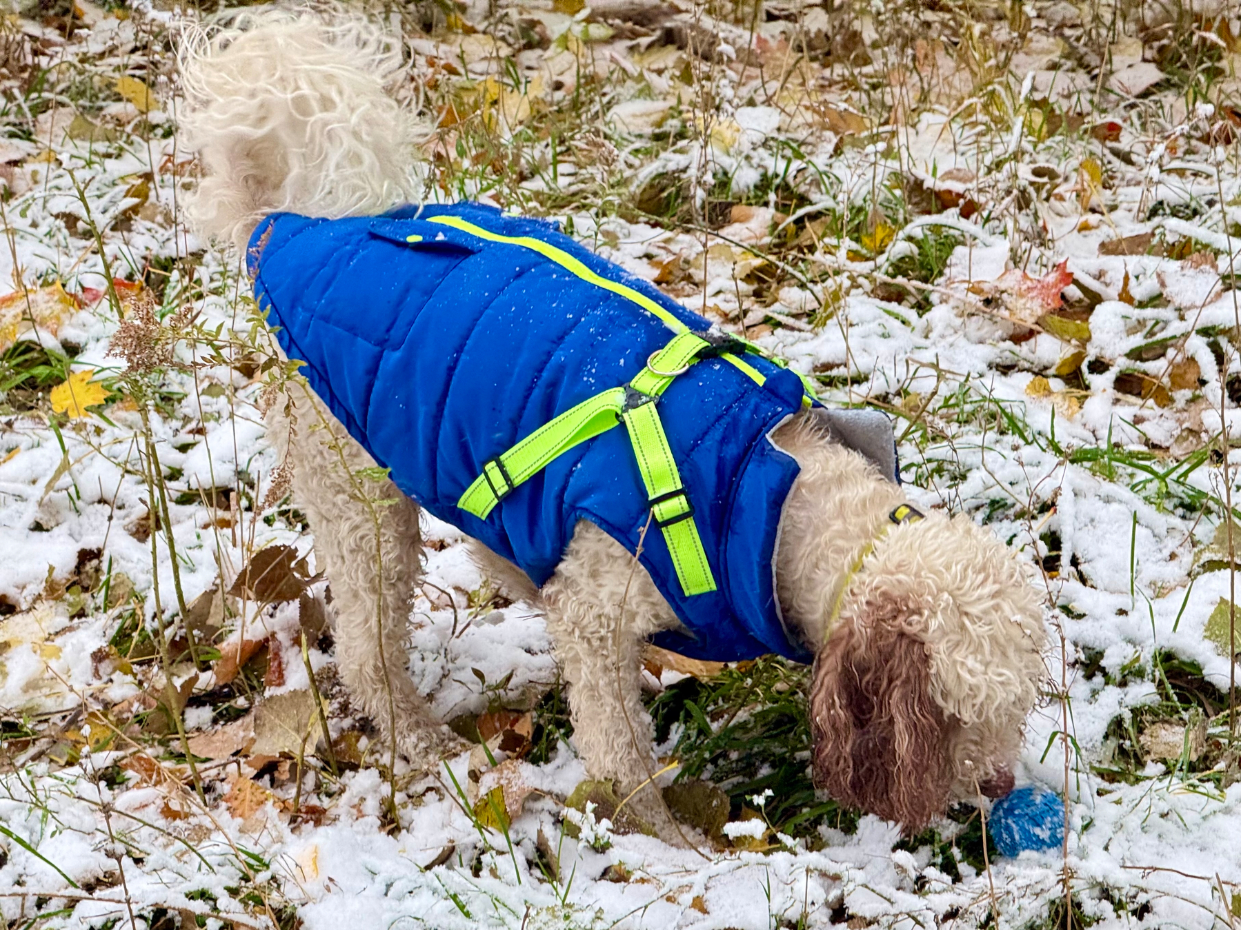 Curly-haired dog wearing a blue coat with neon yellow accents sniffs at a blue ball in a snowy field scattered with leaves.