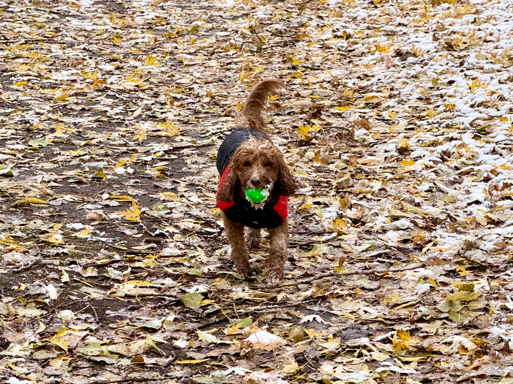 A dog with curly fur wearing a black and red jacket trots through a park covered in fallen leaves. The dog is holding a green ball in its mouth. Some patches of snow are visible among the leaves.