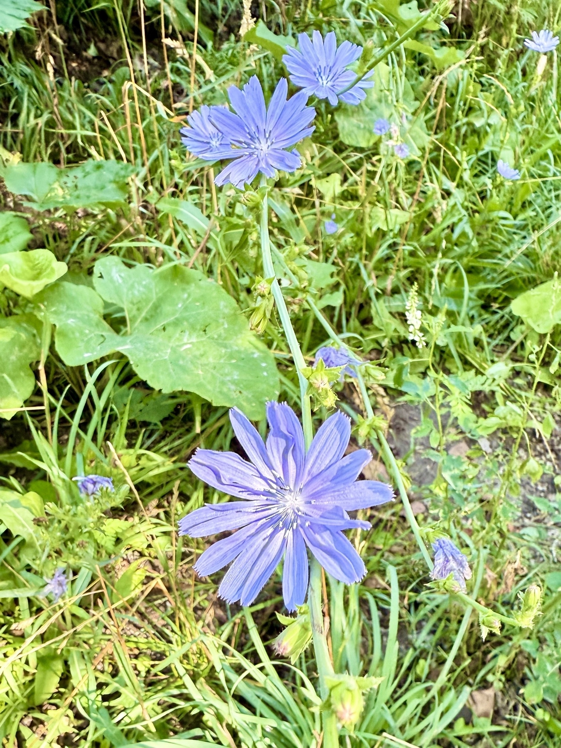 A cluster of delicate light purple wildflowers with narrow petals is in focus, surrounded by lush green leaves and stems. The background is a dense mix of grass and foliage, creating a vibrant, natural setting.