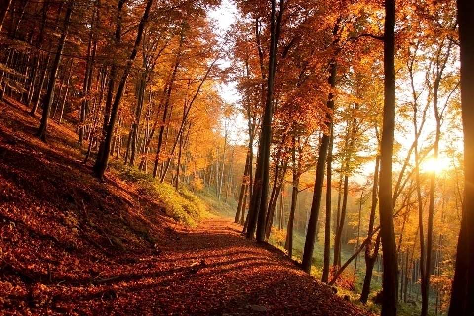 Autumn forest scene with tall trees on both sides of a dirt path. The leaves are a vibrant mix of orange and red, indicating the fall season. The sun is low in the sky, casting long shadows and creating a warm glow through the trees.