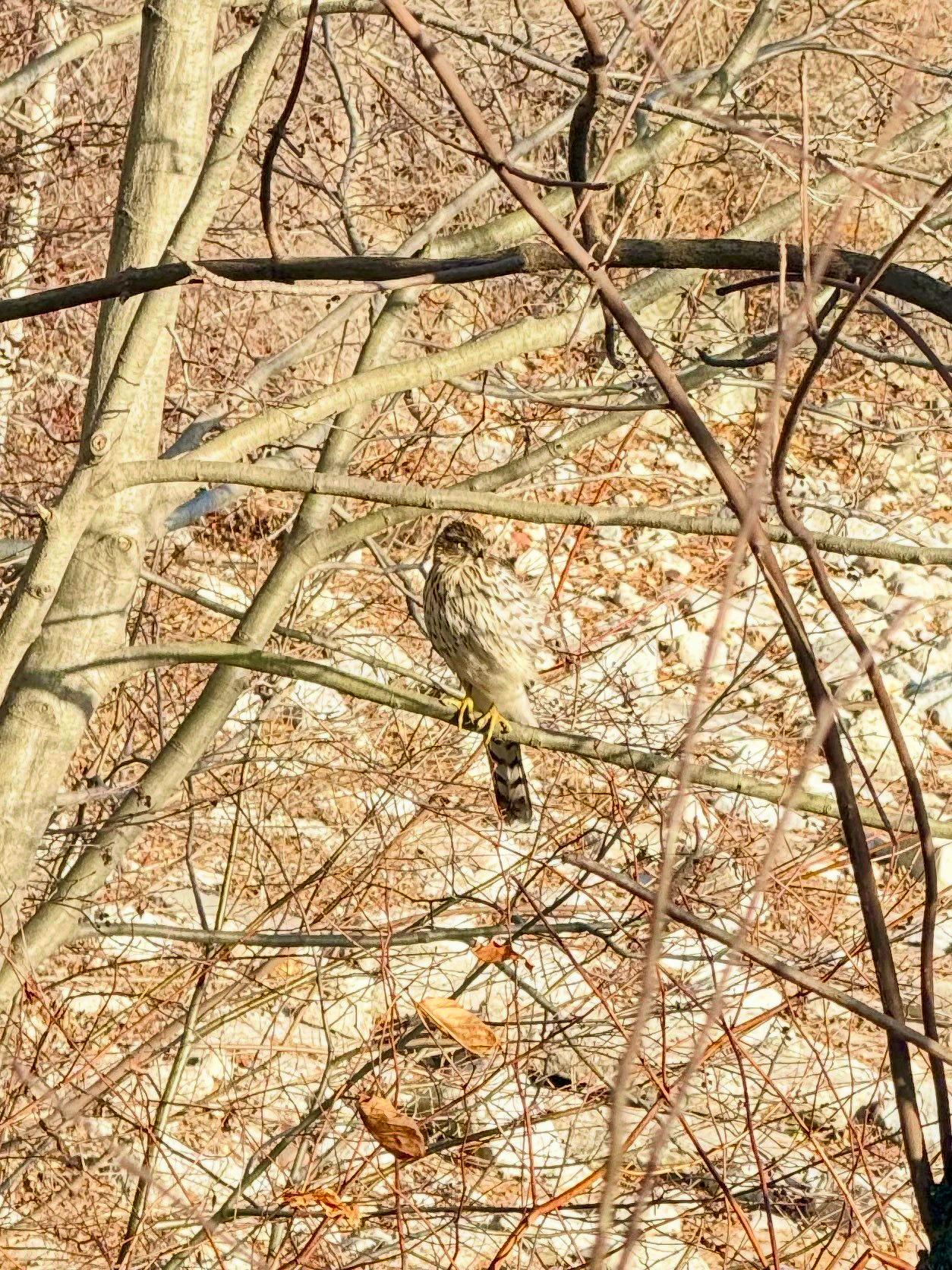 A hawk with brown and white feathers is perched on a branch amidst leafless trees.