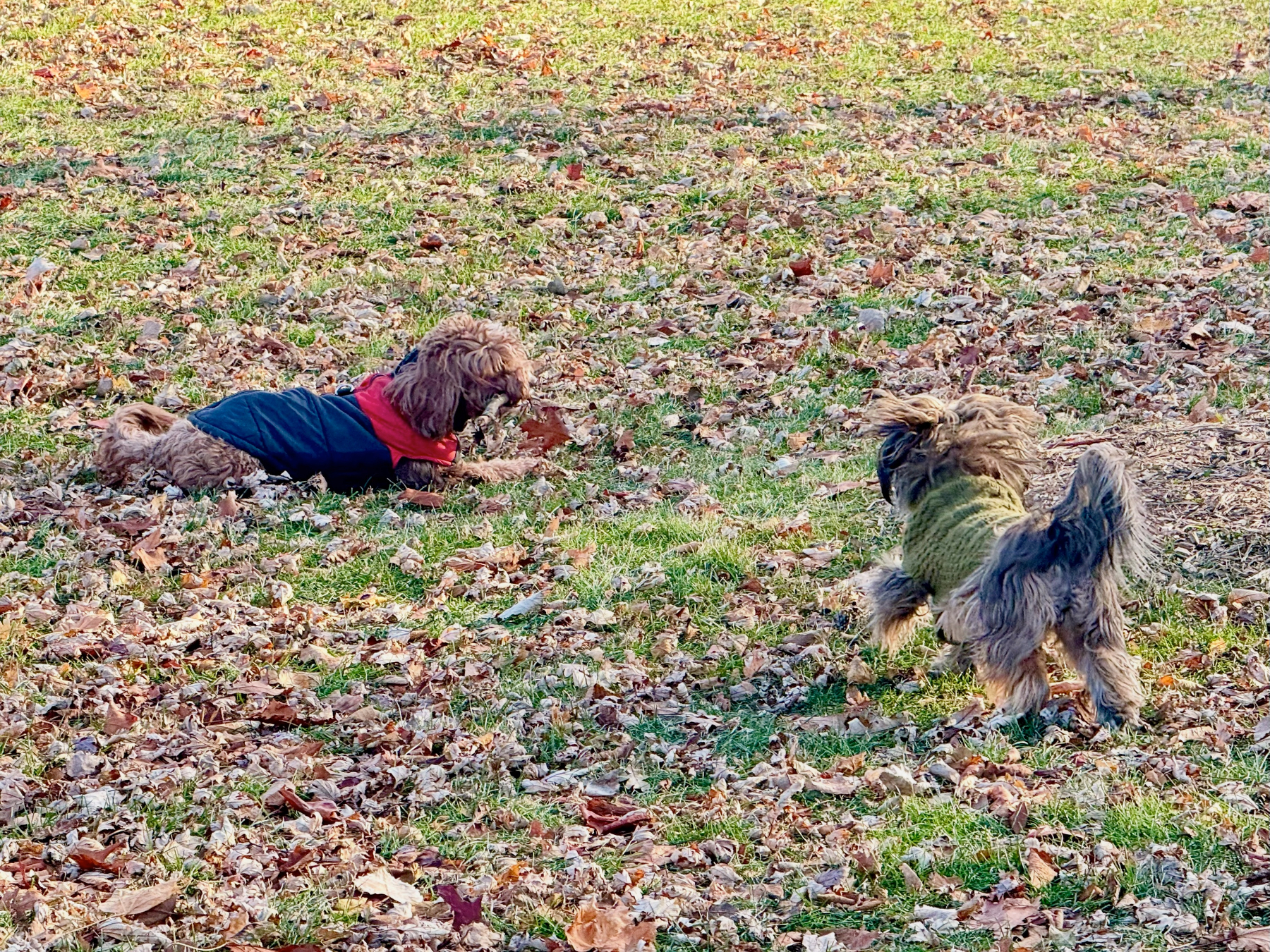 Two dogs in sweaters are playing on a grassy field covered with leaves.