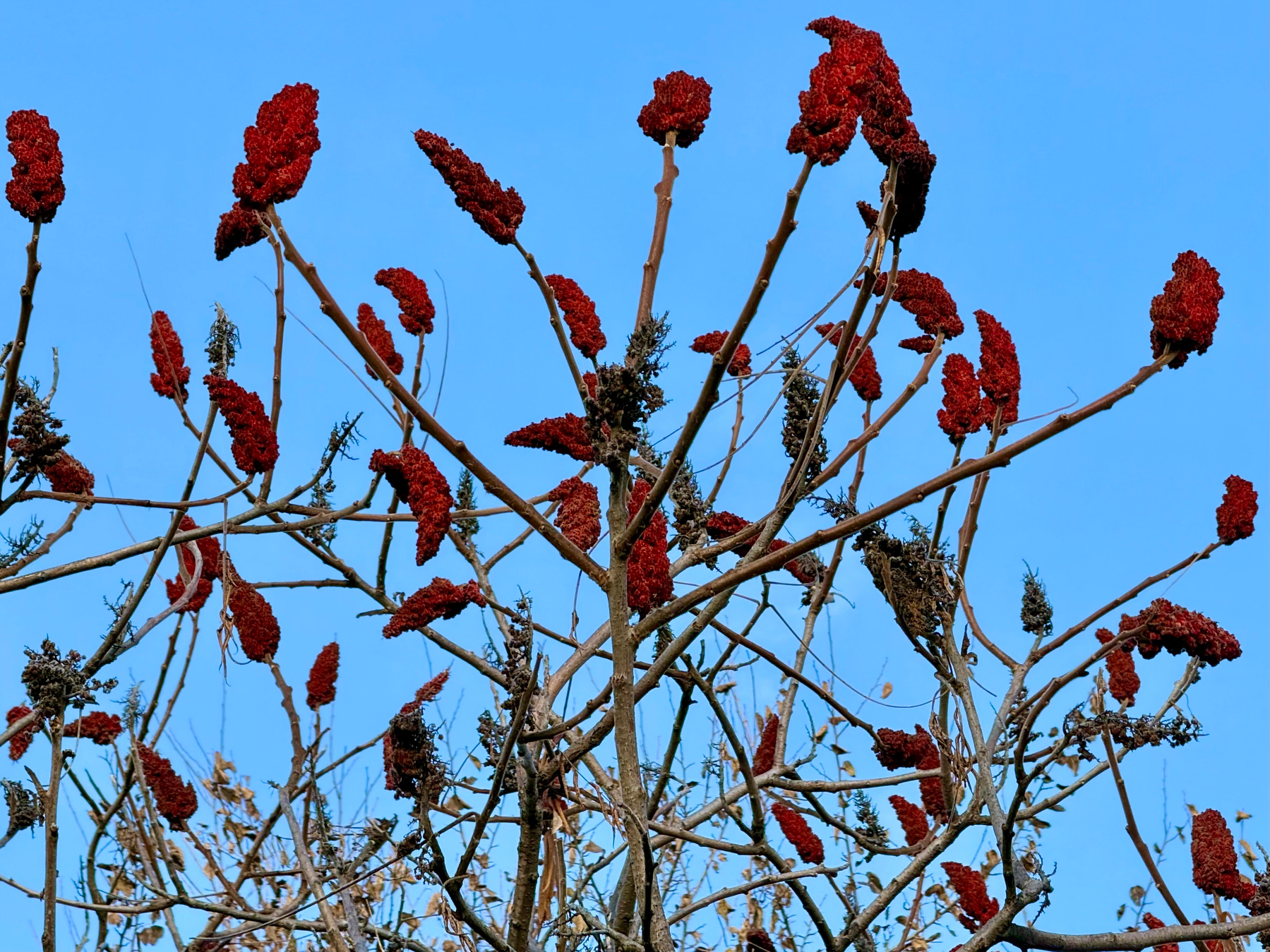 Red clusters of sumac berries stand out against a clear blue sky on leafless branches.