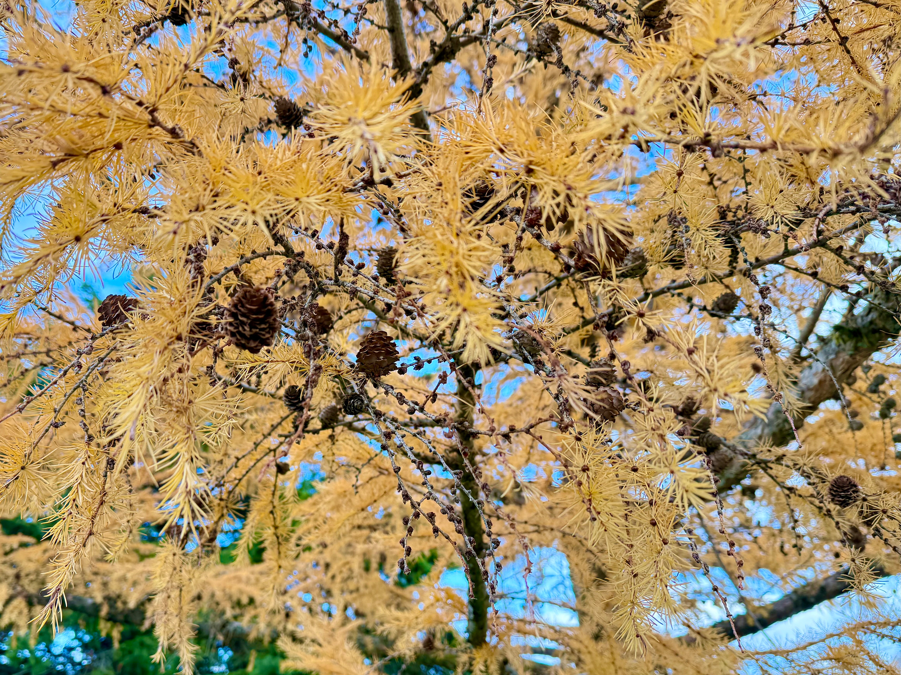 Golden autumn leaves and pinecones adorn the branches of a tree against a blue sky.
