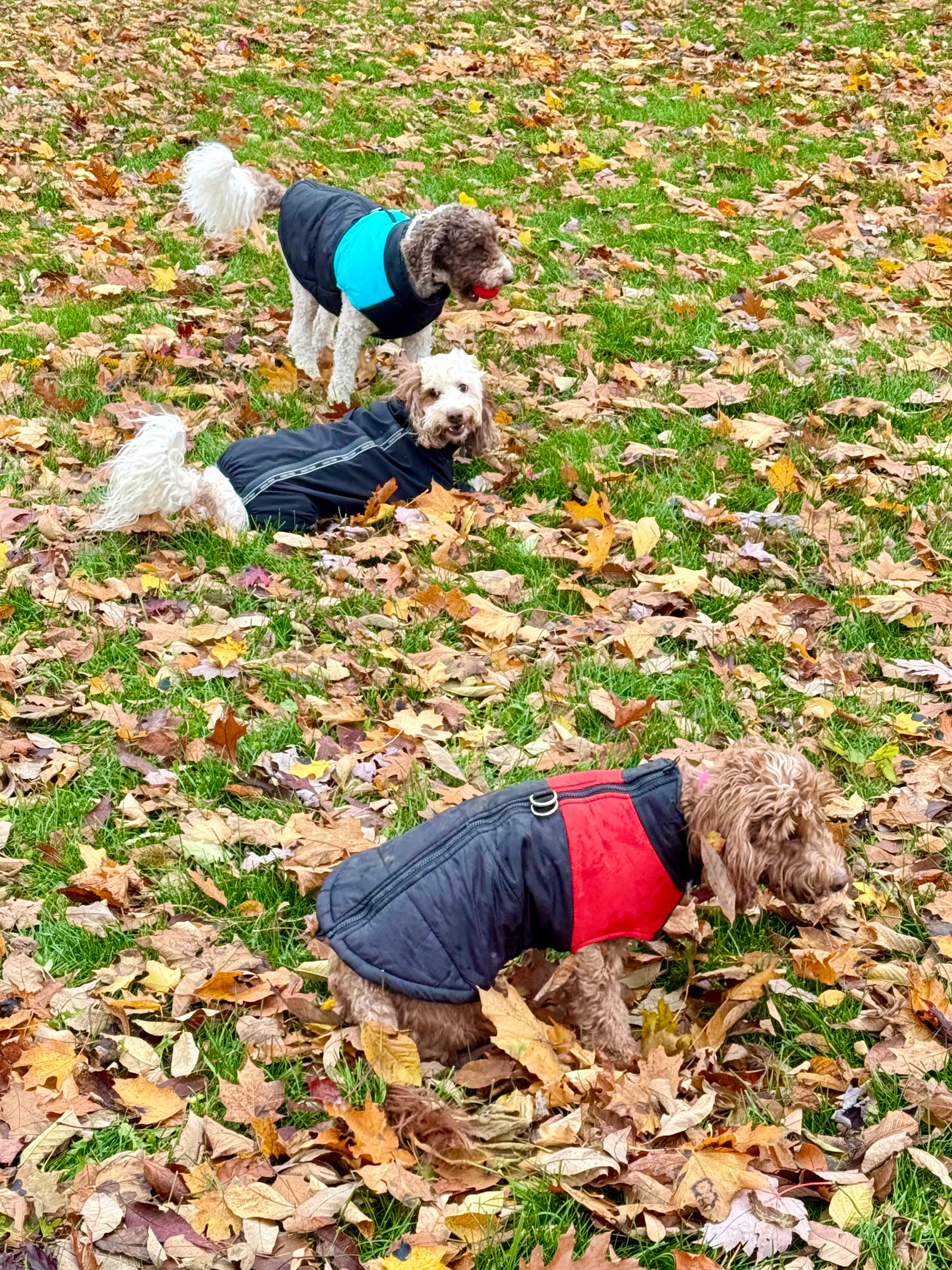 Three dogs wearing jackets are playing on a grassy field covered with fallen autumn leaves. One dog in a blue and black jacket holds a ball in its mouth, while another dog in a black jacket stands nearby. A third dog in a red and black jacket is in the foreground, partially surrounded by leaves.