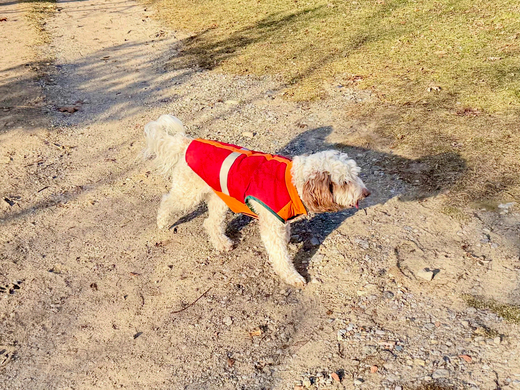 A dog wearing a red and orange jacket walks on a sunlit dirt path in a grassy area.