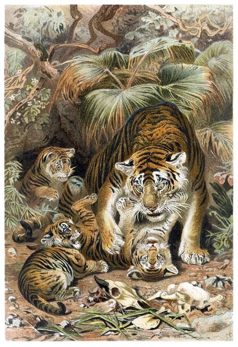 Illustration depicting a mother tiger gently playing with three tiger cubs in a lush jungle setting, surrounded by dense vegetation and fallen branches.