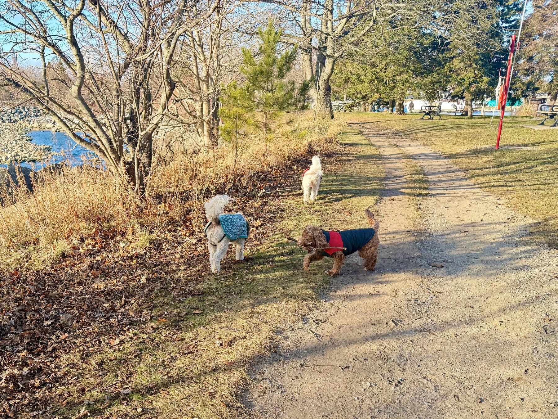 Three dogs wearing jackets explore a grassy path surrounded by bare trees and a body of water.