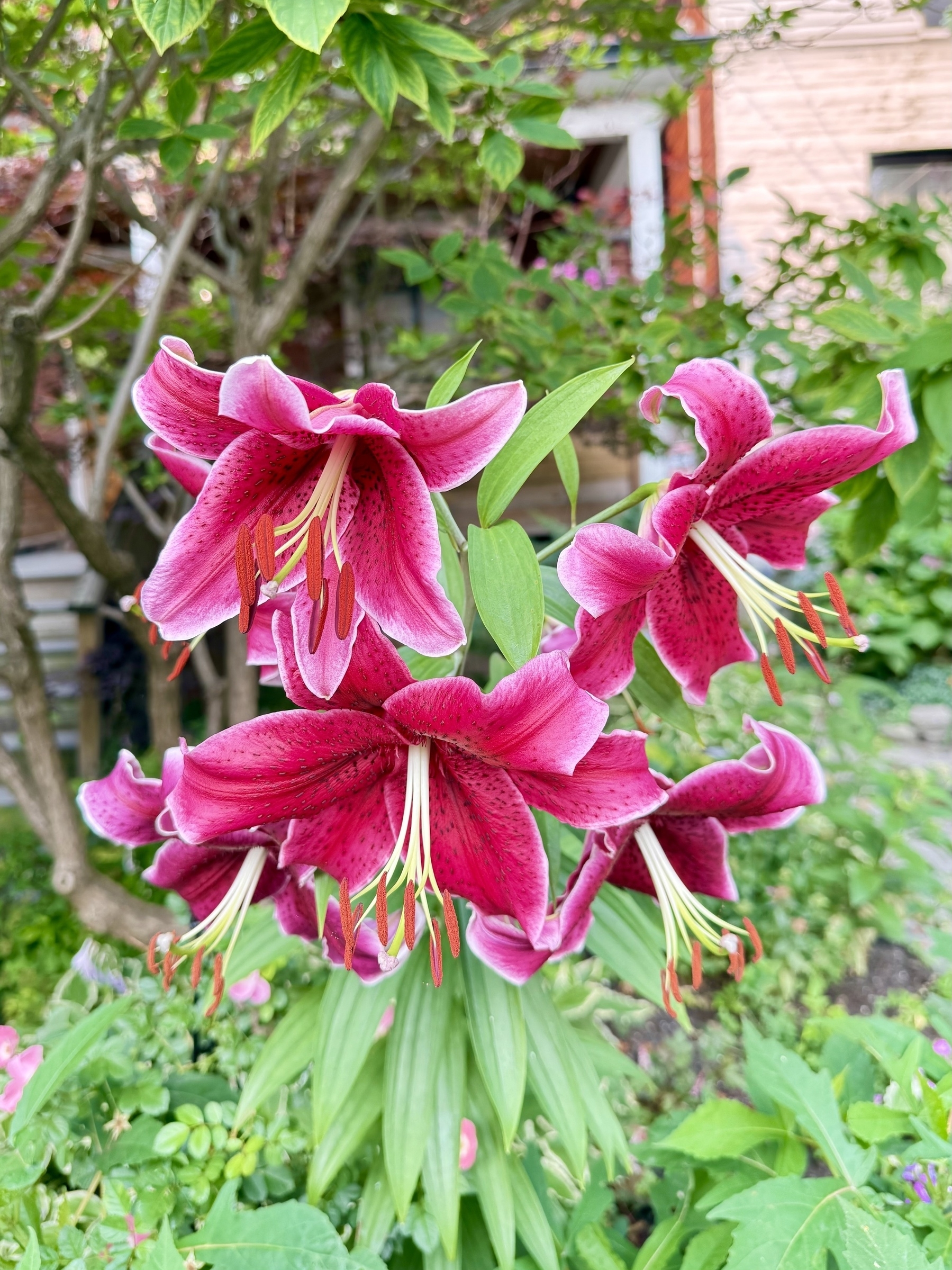 A close-up of vibrant pink lilies with speckled petals and prominent orange stamens in a garden setting. The dark green leaves surround the flowers, with a blurred background of trees and a house partially visible.