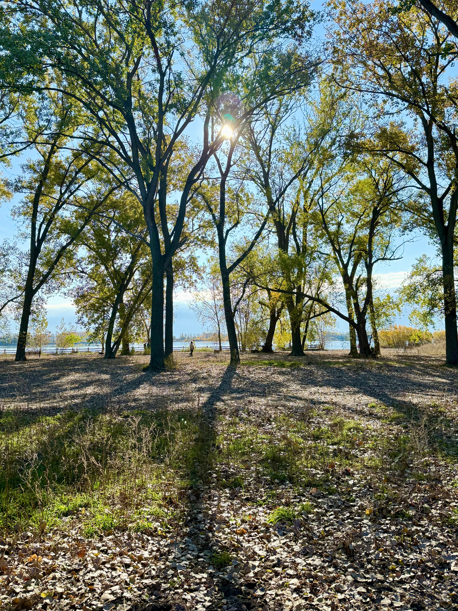 A sunlit forest scene with tall trees casting long shadows on a ground covered with fallen leaves. The sun peeks through the branches, creating patterns of light and shadow. In the background, a partially visible body of water can be seen, adding to the peaceful setting.