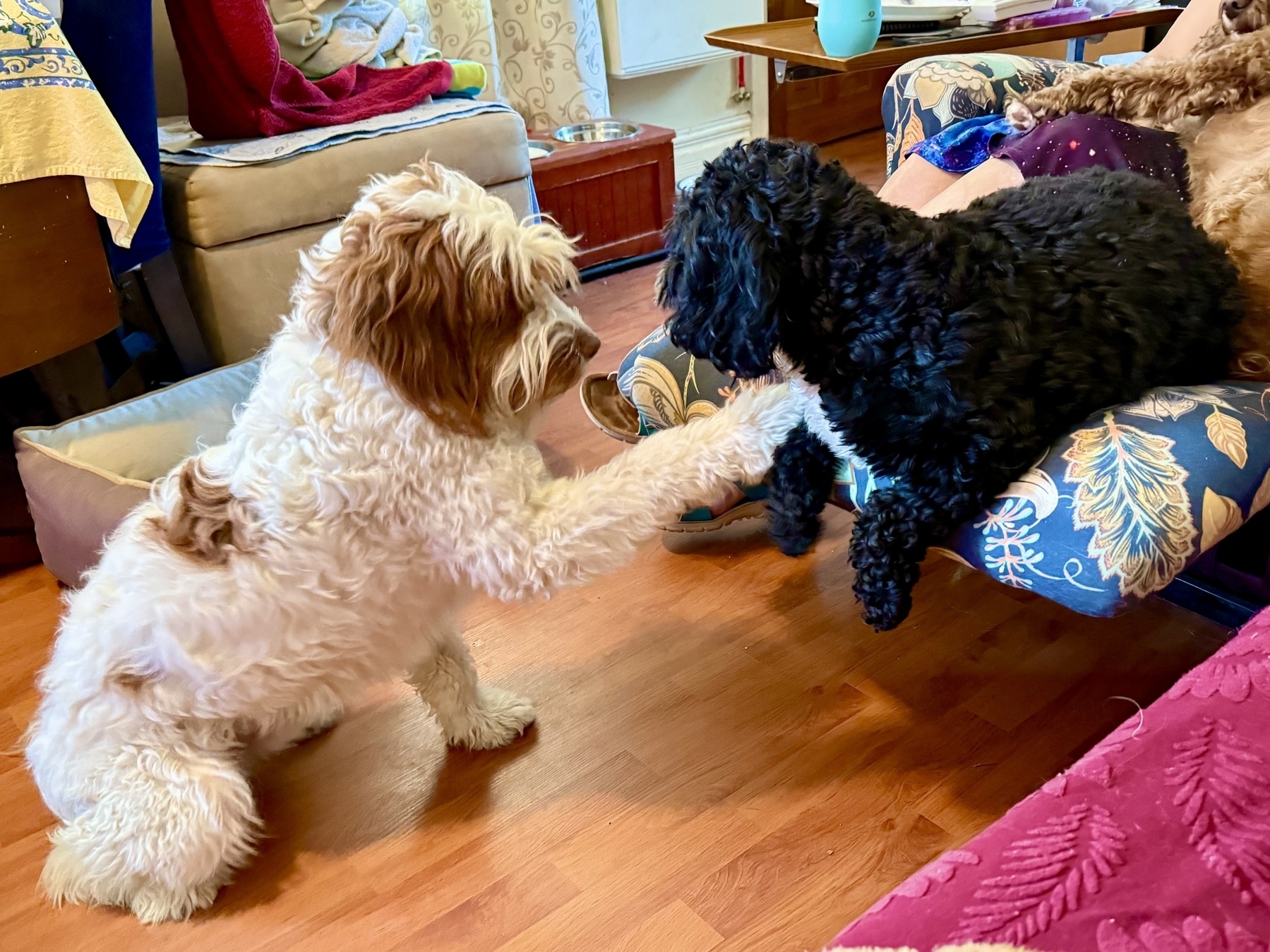 A fluffy white and brown dog is playfully reaching out with its paw to a smaller black dog sitting on a floral-patterned chair. The setting is a cozy living room with a wood floor, a sofa in the background, and a person partially visible sitting on the chair.