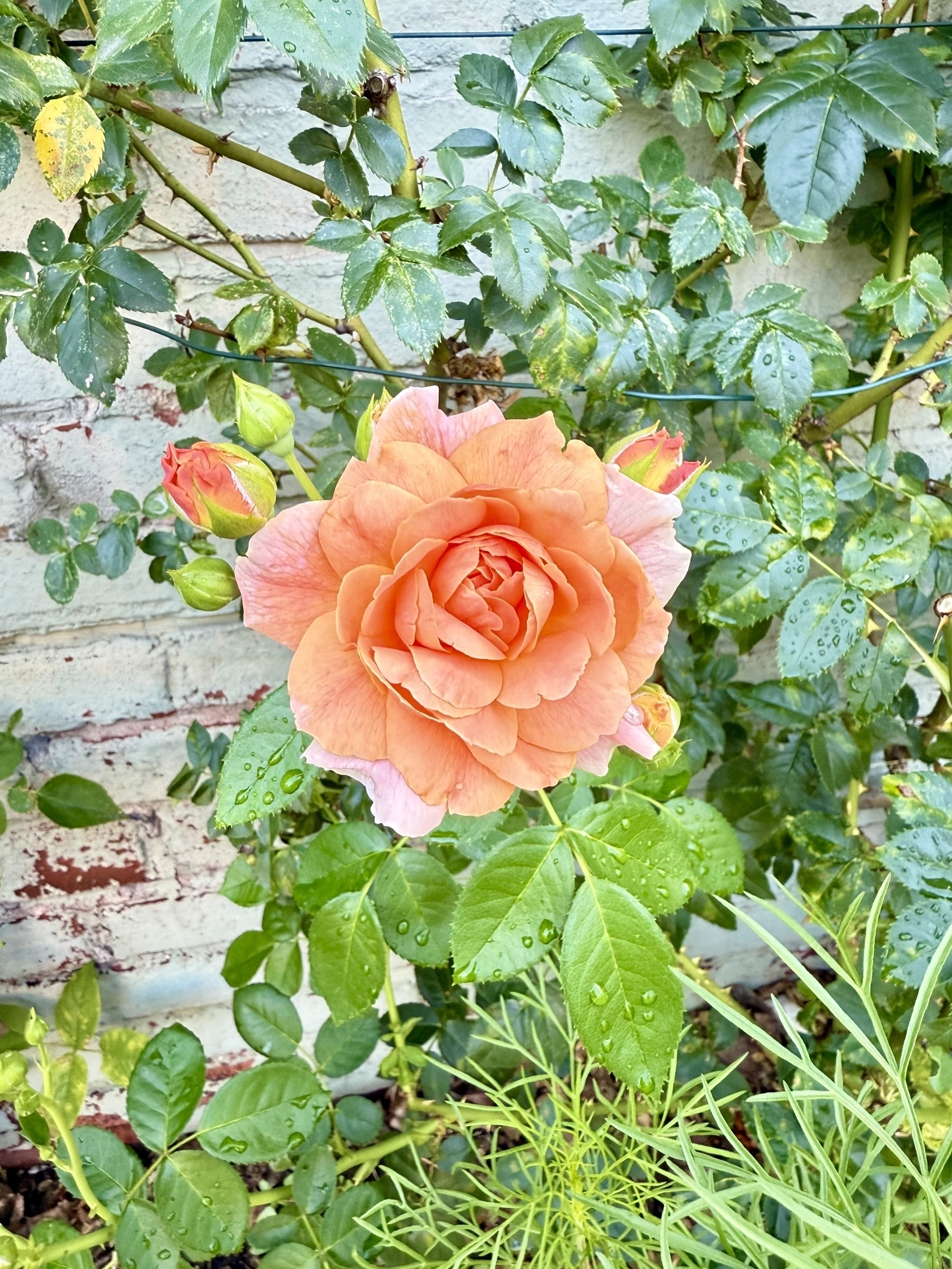 A large, blooming orange rose is surrounded by green leaves with droplets of water. There are additional rose buds in various stages of blooming nearby. The background consists of a light-colored brick wall with patches of red.