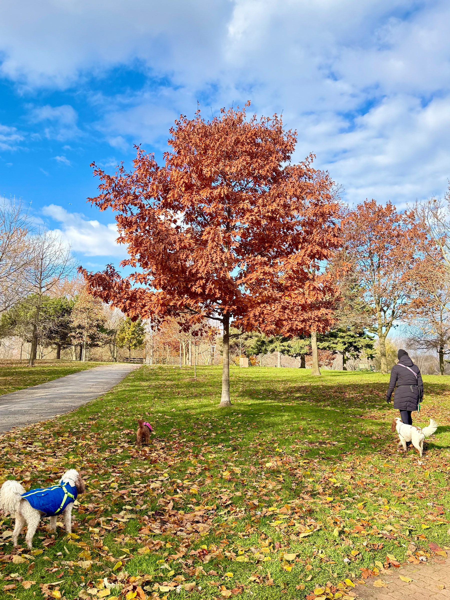 A vibrant autumn tree with orange leaves stands in a park, surrounded by people walking their dogs under a blue, partly cloudy sky.