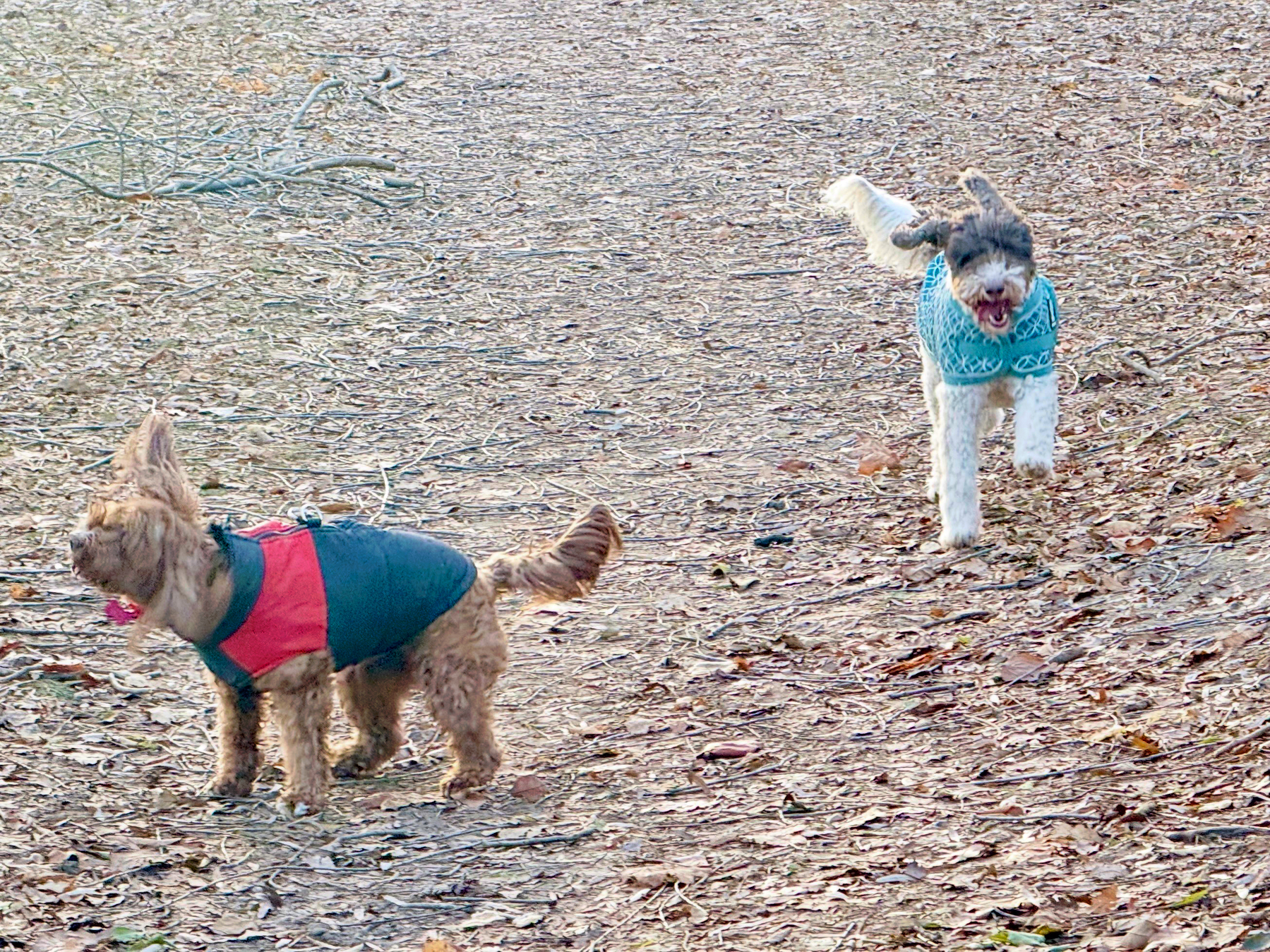 Two small dogs wearing colorful jackets play on a leaf-covered ground.
