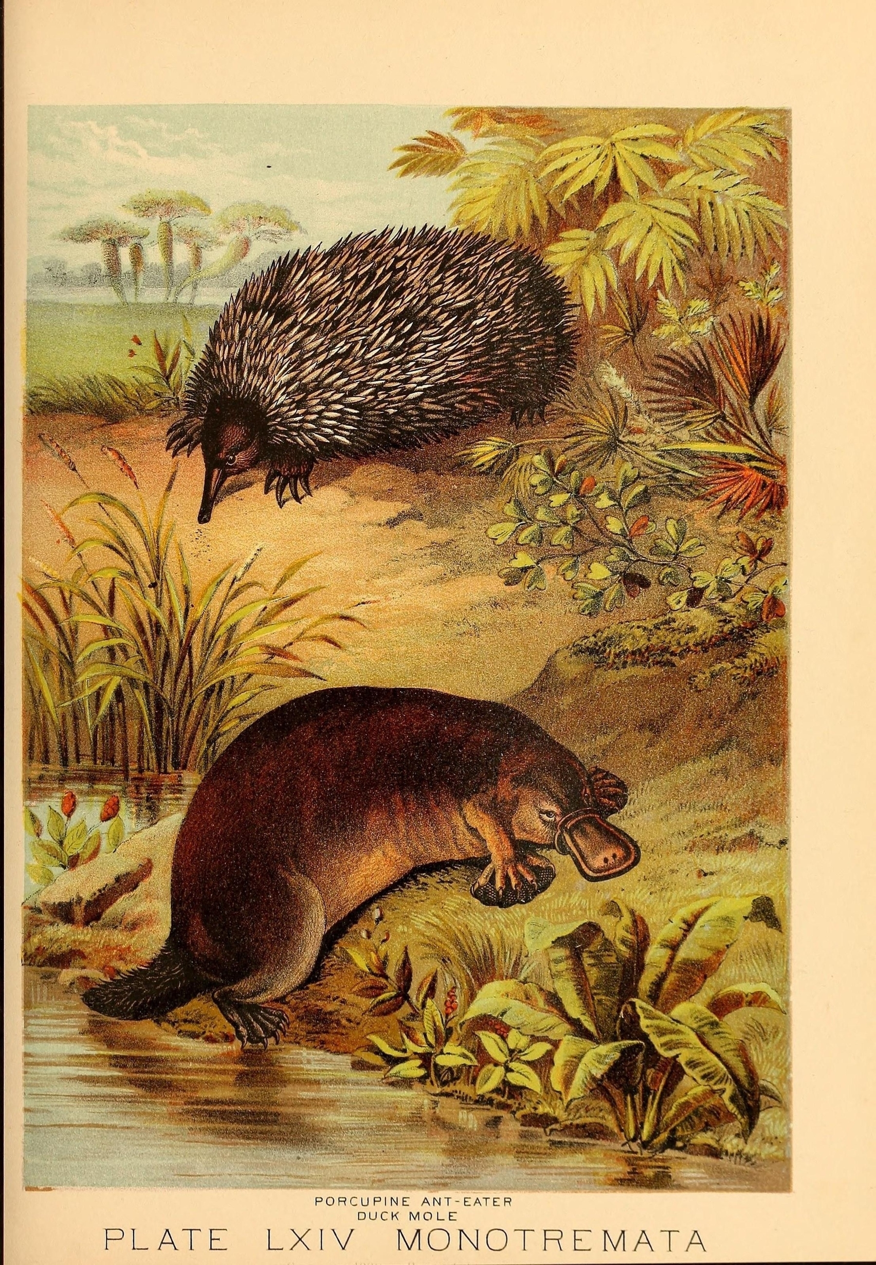 An illustration depicts two animals labeled as a "Porcupine Ant-Eater" and a "Duck Mole" under the title "Plate LXIV Monotremata." The Porcupine Ant-Eater, resembling an echidna, is shown in the upper part of the image with spiky fur in a forest setting. The Duck Mole, resembling a platypus, is in the lower part, partially submerged in water near lush vegetation.