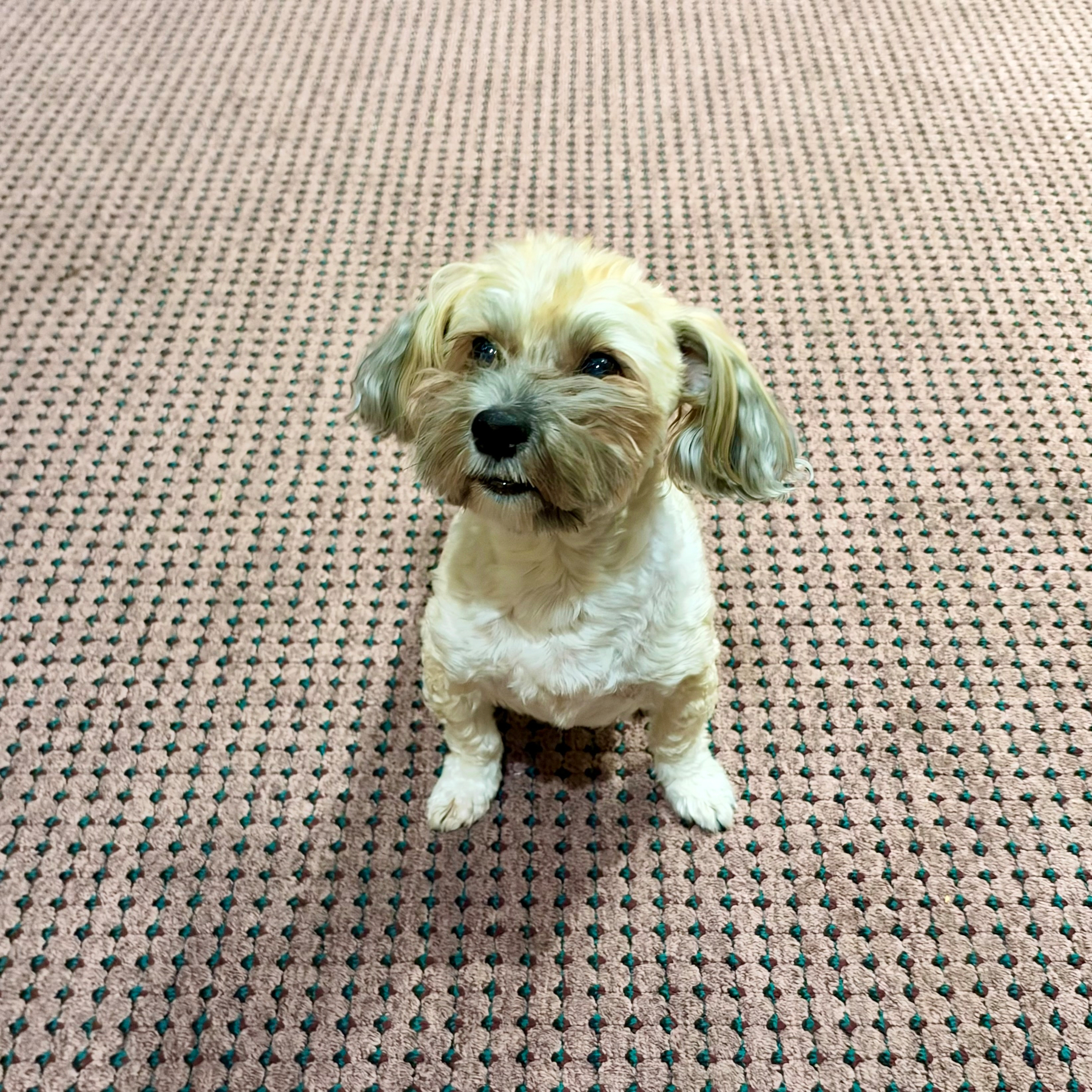 A small, fluffy dog with light beige and white fur is sitting on a patterned carpet. The dog has slightly darker fur around its muzzle and ears, which are floppy and edged with a soft grey tint. Its mouth is slightly open, showing a hint of teeth, and it looks up attentively with dark, shiny eyes. The carpet beneath the dog is pink with a grid of small dark green dots. The background is entirely covered by the patterned carpet, with no other objects visible.