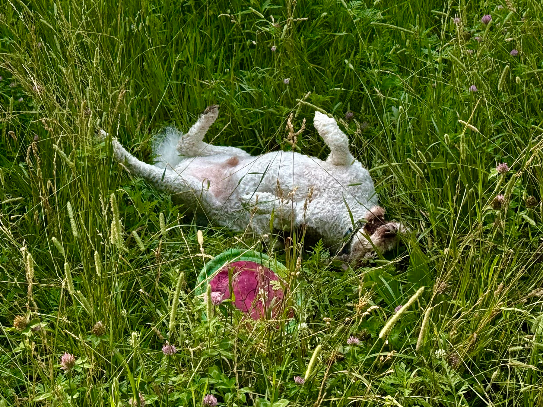 A white, curly-haired dog lies on its back in a patch of tall green grass with its legs up in the air, appearing to roll or relax. The dog's face is partially obscured by the grass. In front of the dog is a round pink and green toy lying on the ground. The surrounding area is dense with wildflowers, clover, and tall grass stems swaying around the dog.