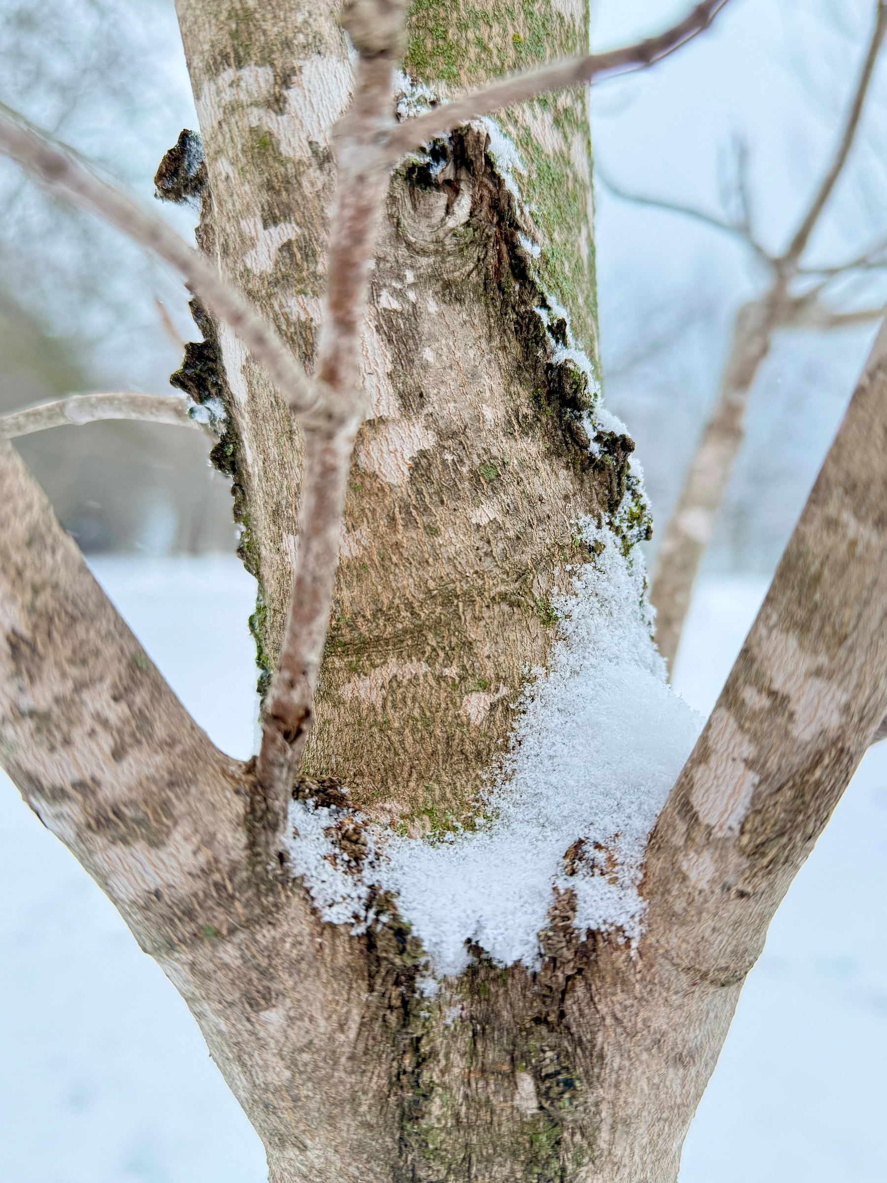 Close-up of a tree trunk with a Y-shaped branch and patches of green moss. Snow is gathered at the base of the branches, and the background is a blurred, snowy scene.