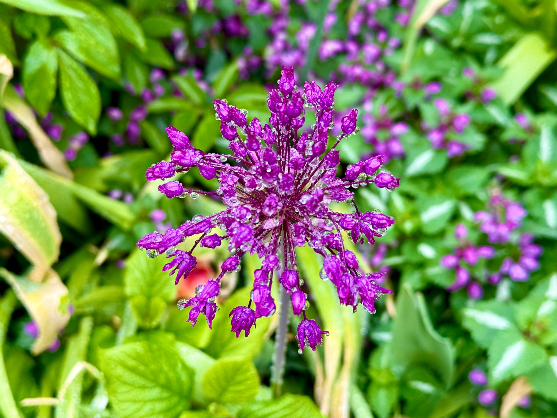 A close-up of a vibrant purple allium flower covered in glistening water droplets, standing out sharply against a blurred background of green leaves and more purple flowers. The spherical flower head consists of numerous tiny star-shaped buds radiating from the centre on slender stems. The surrounding foliage is lush and wet, with a mix of bright and dark green leaves, creating a vivid contrast against the rich purple tones of the flower.