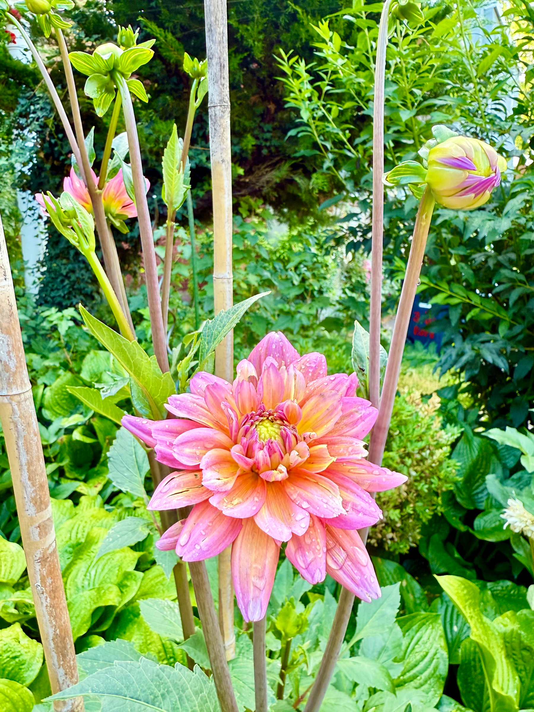 A vibrant dahlia flower with pink, orange, and yellow petals, covered in small water droplets, surrounded by green leaves. Budding flowers and bamboo stakes are visible, with lush garden foliage in the background.