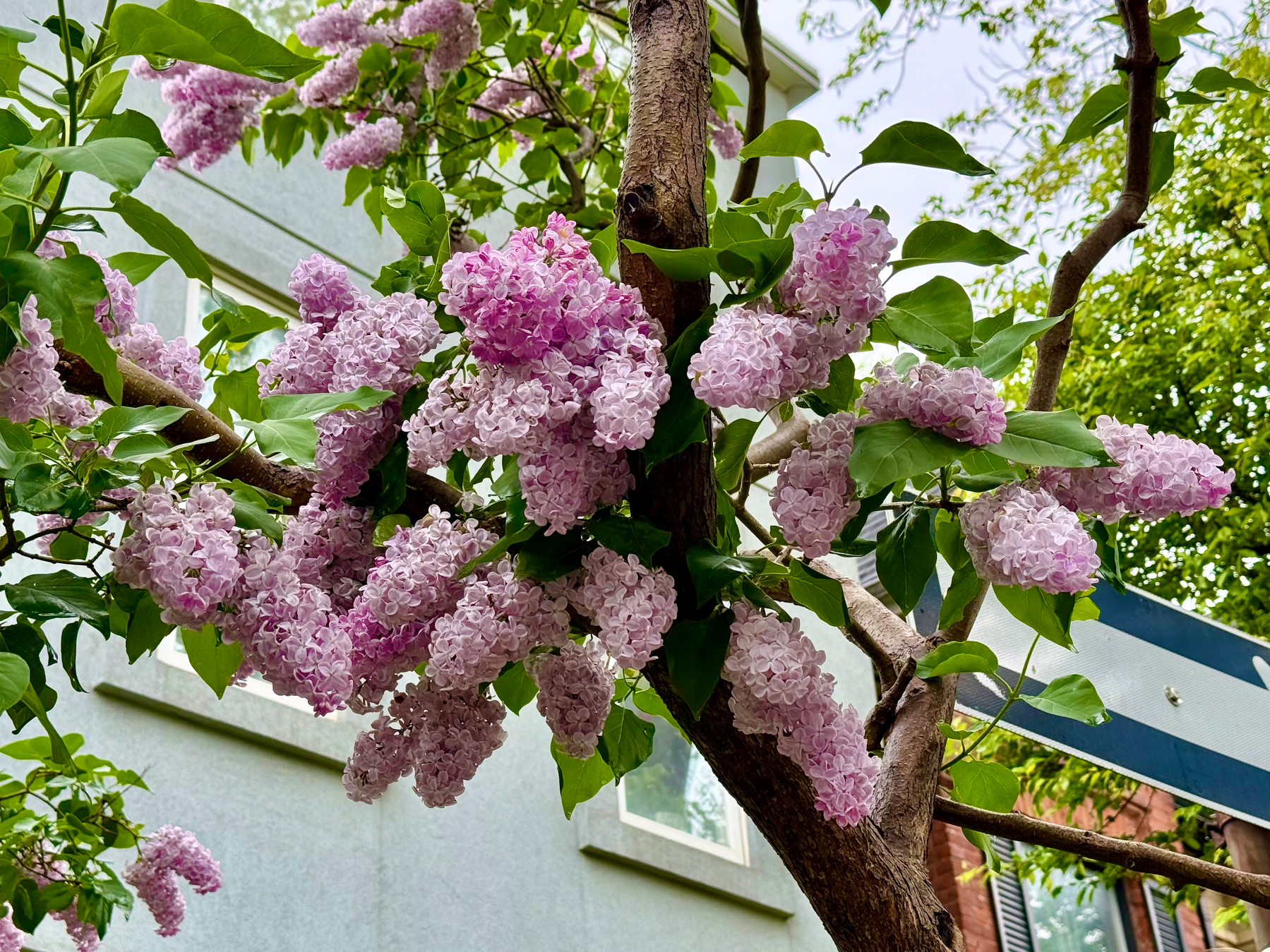 Clusters of light purple lilac flowers bloom on a tree branch with green leaves, set against the backdrop of a light blue building with windows. A partial street sign with a blue and white design is visible to the right, and additional trees with bright green foliage fill the background under a lightly clouded sky.