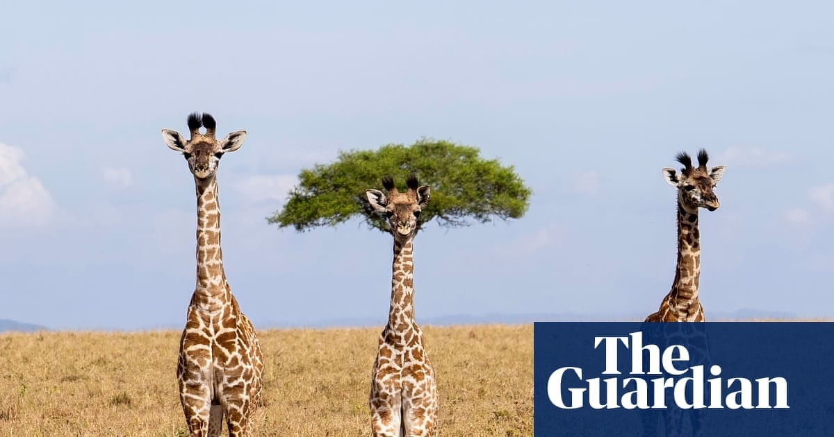 Three giraffes are standing in a dry grassy field under a clear blue sky. A single green tree is positioned behind the middle giraffe, creating a humorous visual effect that makes it look like the giraffe has a leafy hairstyle. The giraffes are facing forward, and the landscape extends into the horizon with a faint outline of distant hills. In the bottom right corner, a blue rectangle contains the white logo of &ldquo;The Guardian.