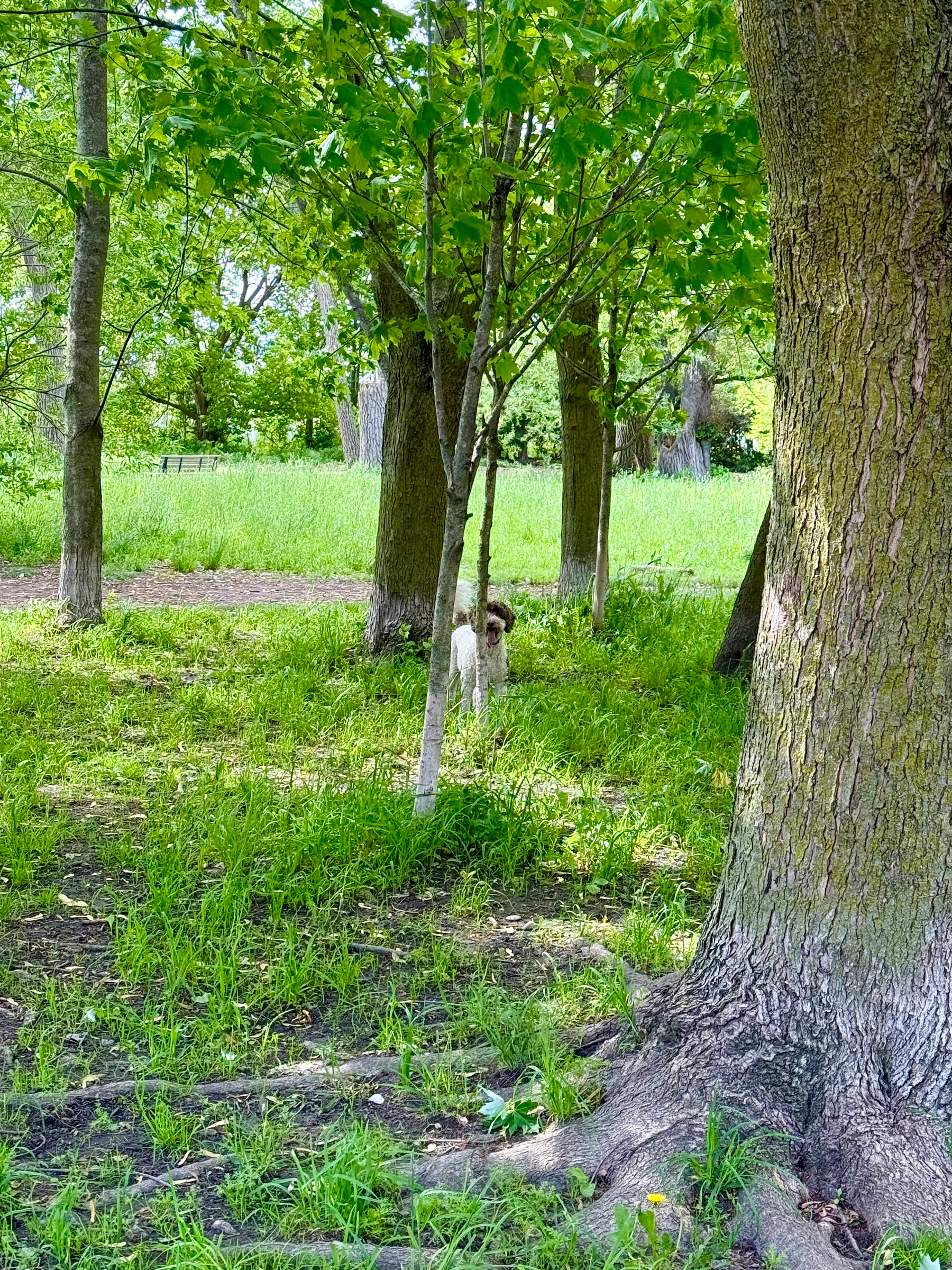 A goat stands among the green trees and grass in a wooded area.