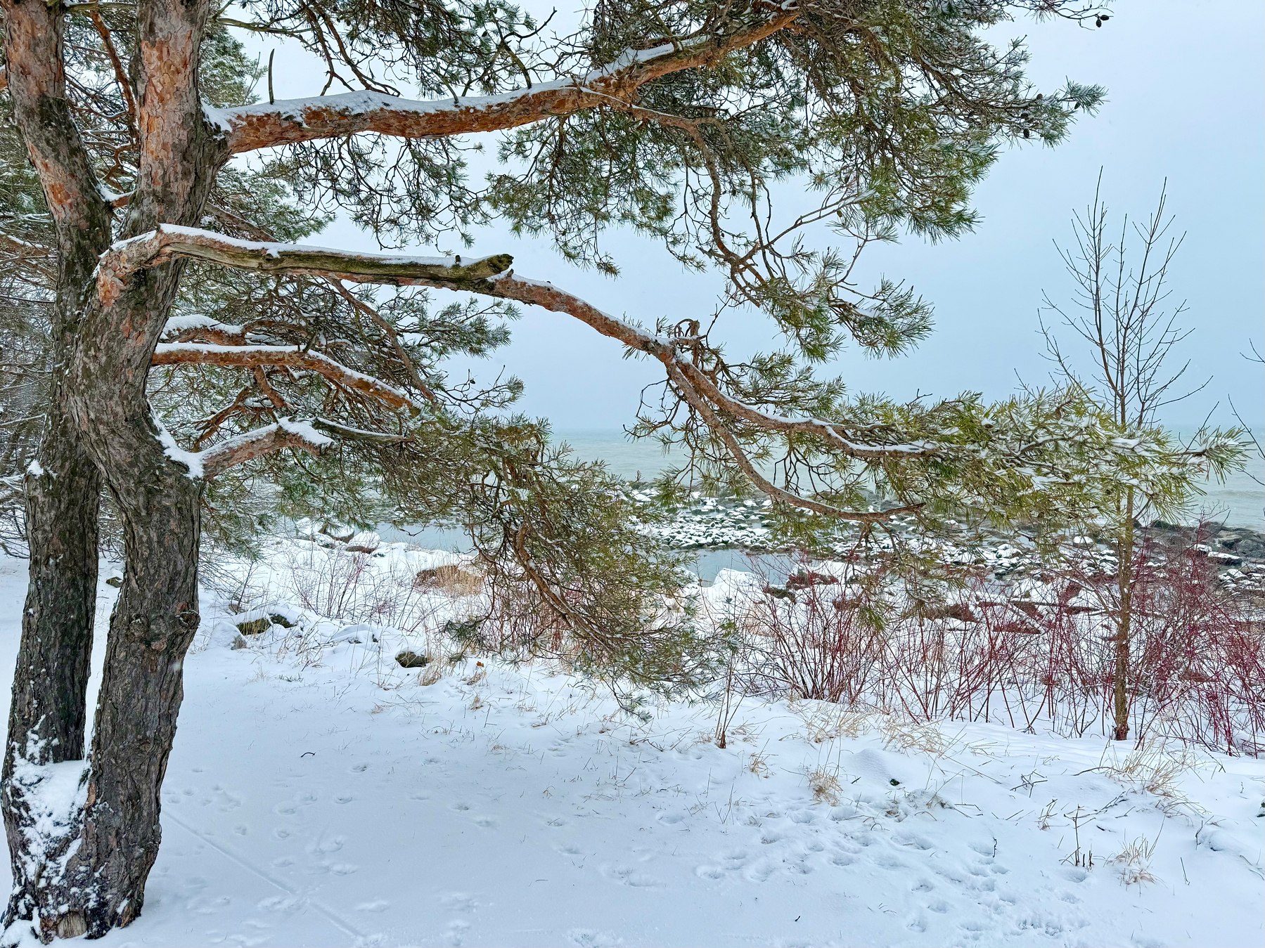 Snow-covered landscape with a tree in the foreground, its branches extending horizontally, dusted with snow. The background shows an overcast sky and a partially frozen body of water, with patches of snow-covered rocks and sparse bushes.