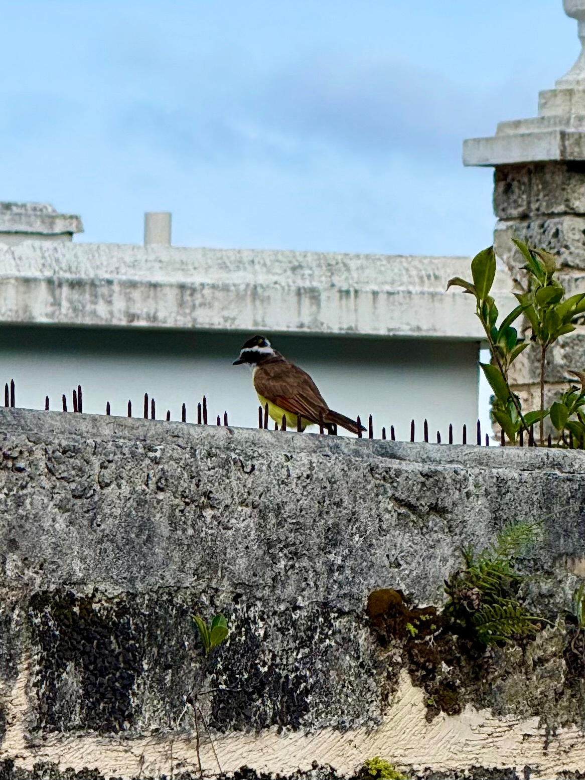 A small bird with a brown back, bright yellow belly, and a white-striped black head is perched on a concrete wall topped with rusty metal spikes. Behind the bird are weathered white buildings with flat roofs, and a partly cloudy blue sky fills the background. On the right side of the wall, a small green plant with fresh leaves grows upward, while the base of the wall shows black mossy patches and a few sprouting plants.