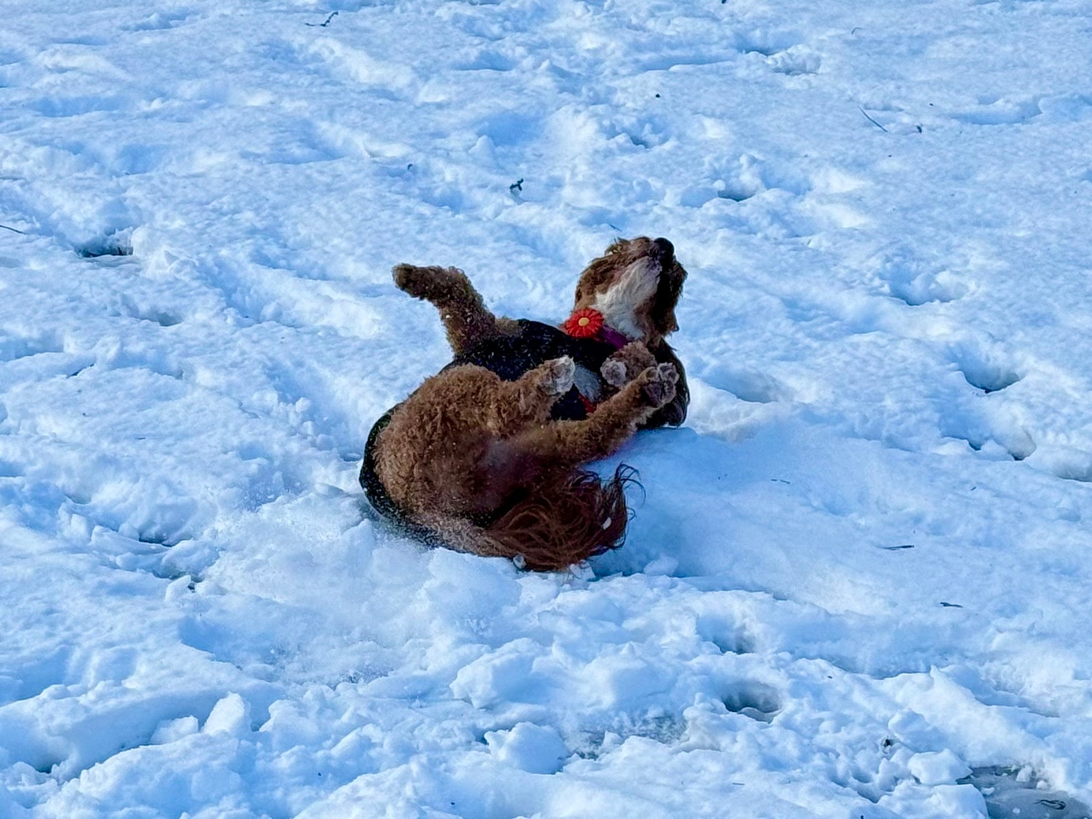 A brown dog wearing a red flower collar playfully rolls on its back in the snow, surrounded by a white, snowy landscape.