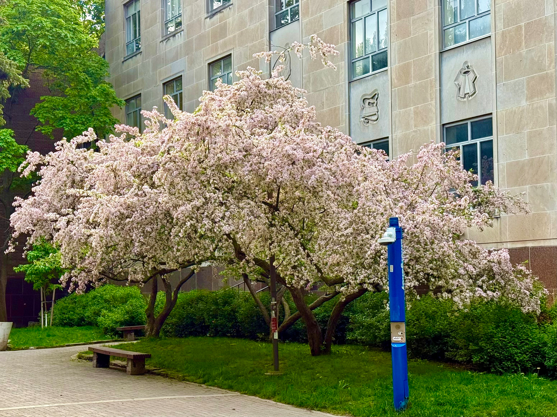 A large tree covered in dense clusters of light pink blossoms stands in front of a beige stone building with multiple rectangular windows. The tree’s branches spread widely, creating a cascading canopy of flowers. A bright blue emergency call post with a security camera is positioned near the front of the tree on a small patch of green grass. A wooden bench sits on the paved pathway that curves through the scene. Lush green bushes line the base of the building, and tall leafy trees frame the background. The building features decorative stone carvings between the windows.