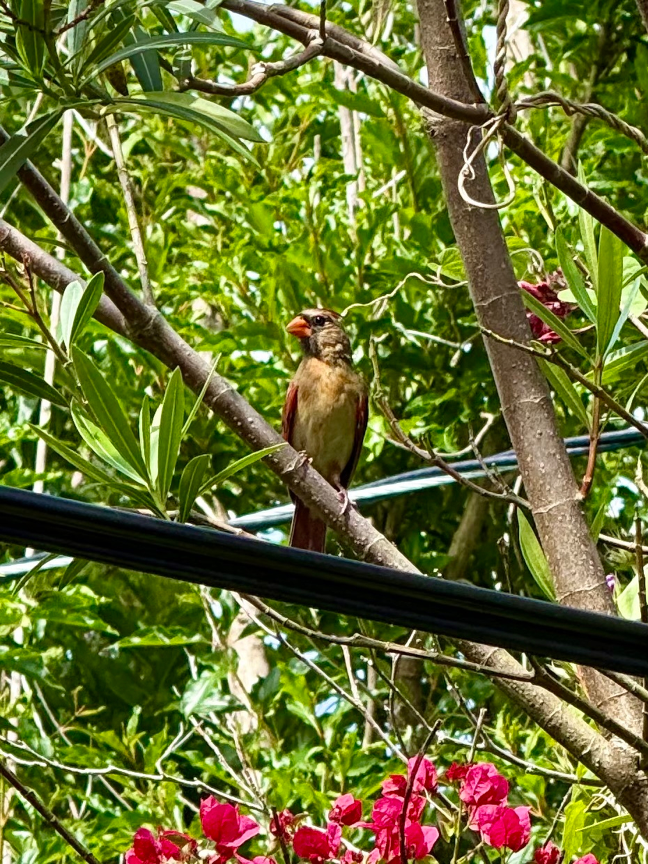 A small bird with a reddish-orange beak and light brown feathers with hints of red perches on a thin tree branch among dense green foliage. The bird appears to be a female cardinal, with a muted red tail and subtle reddish accents on the wings. Several thick black wires cross horizontally in the foreground, partially obscuring the lower section of the scene. Bright pink flowers bloom at the bottom of the image, contrasting with the surrounding vibrant green leaves and branches. Sunlight filters through the trees, creating a lively and natural outdoor atmosphere.