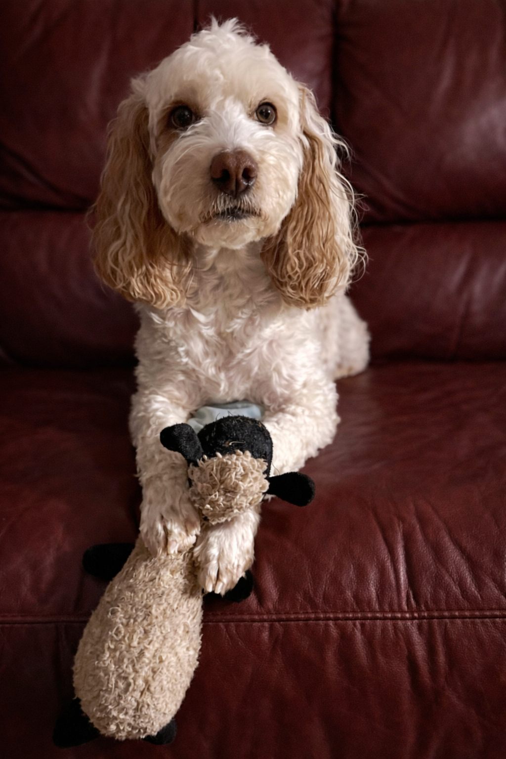 A white and brown dog sitting on a red leather couch holding a black and white sheep toy in its mouth.