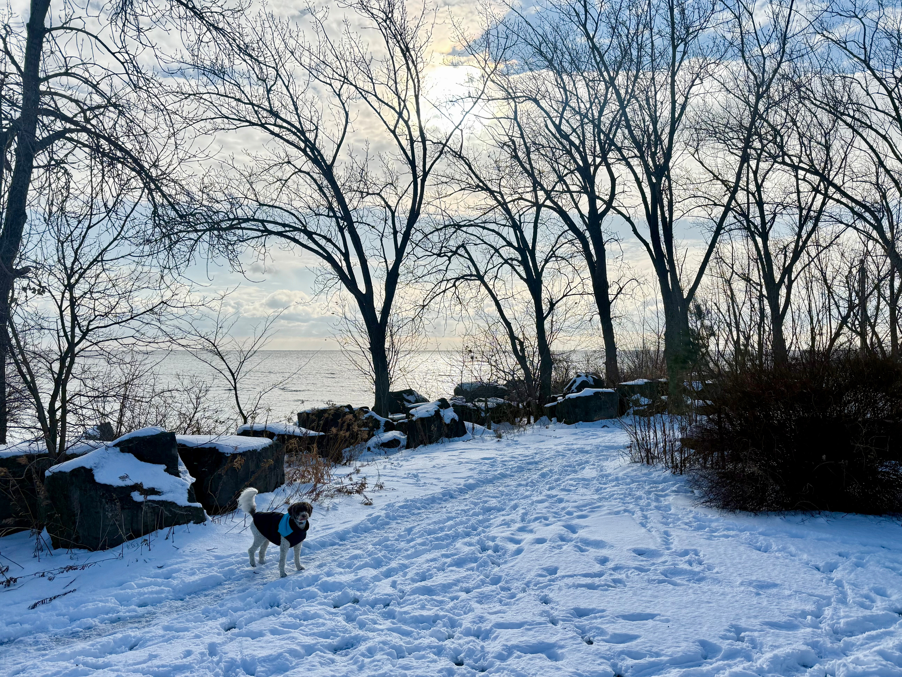 A small dog wearing a dark coat stands on a snowy path. The path is lined with bare trees and large rocks. In the background, a body of water reflects the cloudy sky, with the sun peeking through. The scene captures a peaceful winter landscape.