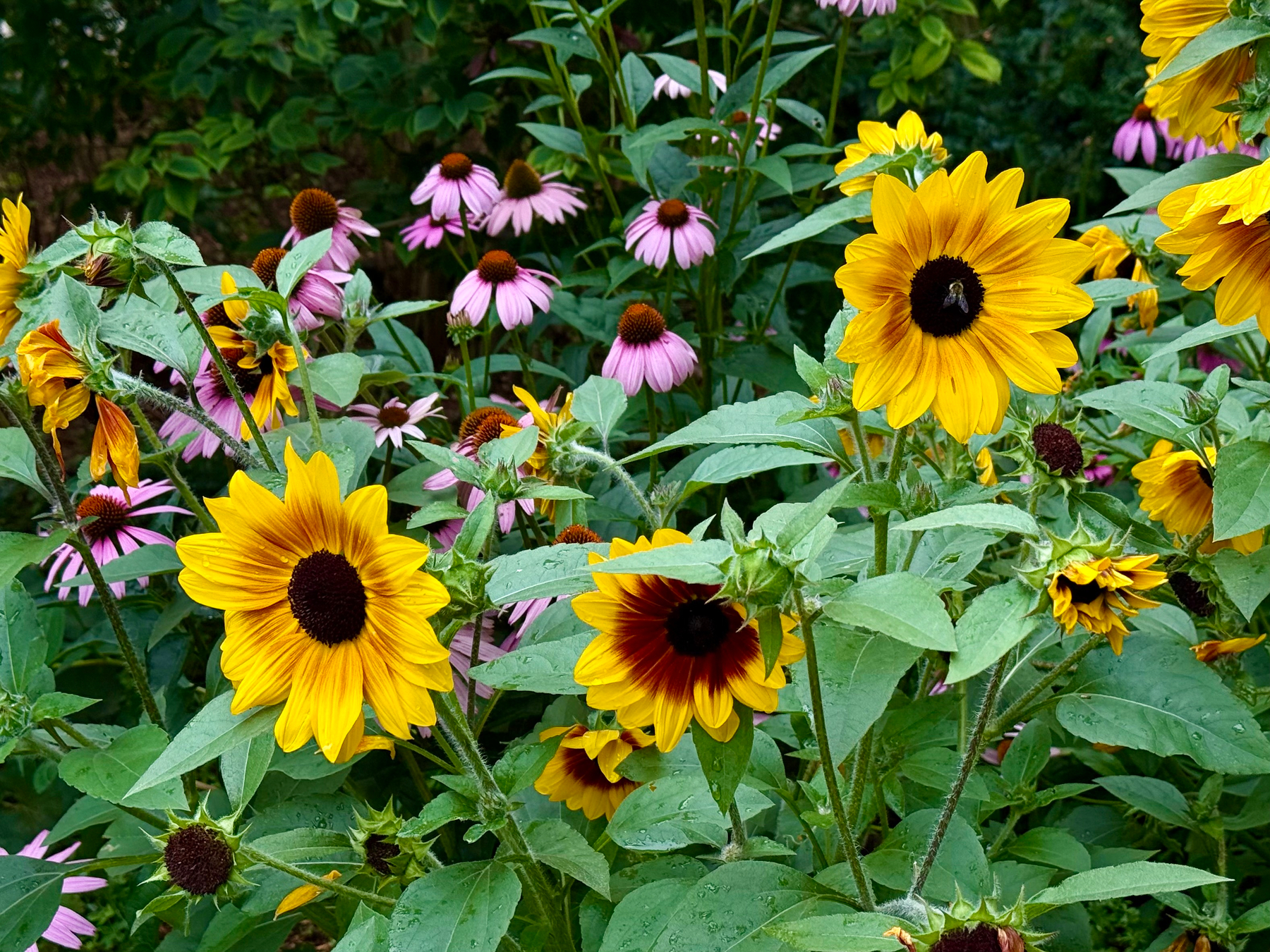A vibrant garden scene with bright yellow sunflowers featuring dark brown centres in the foreground, surrounded by lush green leaves with visible water droplets. Behind the sunflowers, clusters of pink coneflowers with orange-brown cone-shaped centres rise above the foliage. The background is filled with dense greenery, creating a natural, colourful contrast between the yellow and pink blooms. One sunflower in the upper right has a bee on its centre.