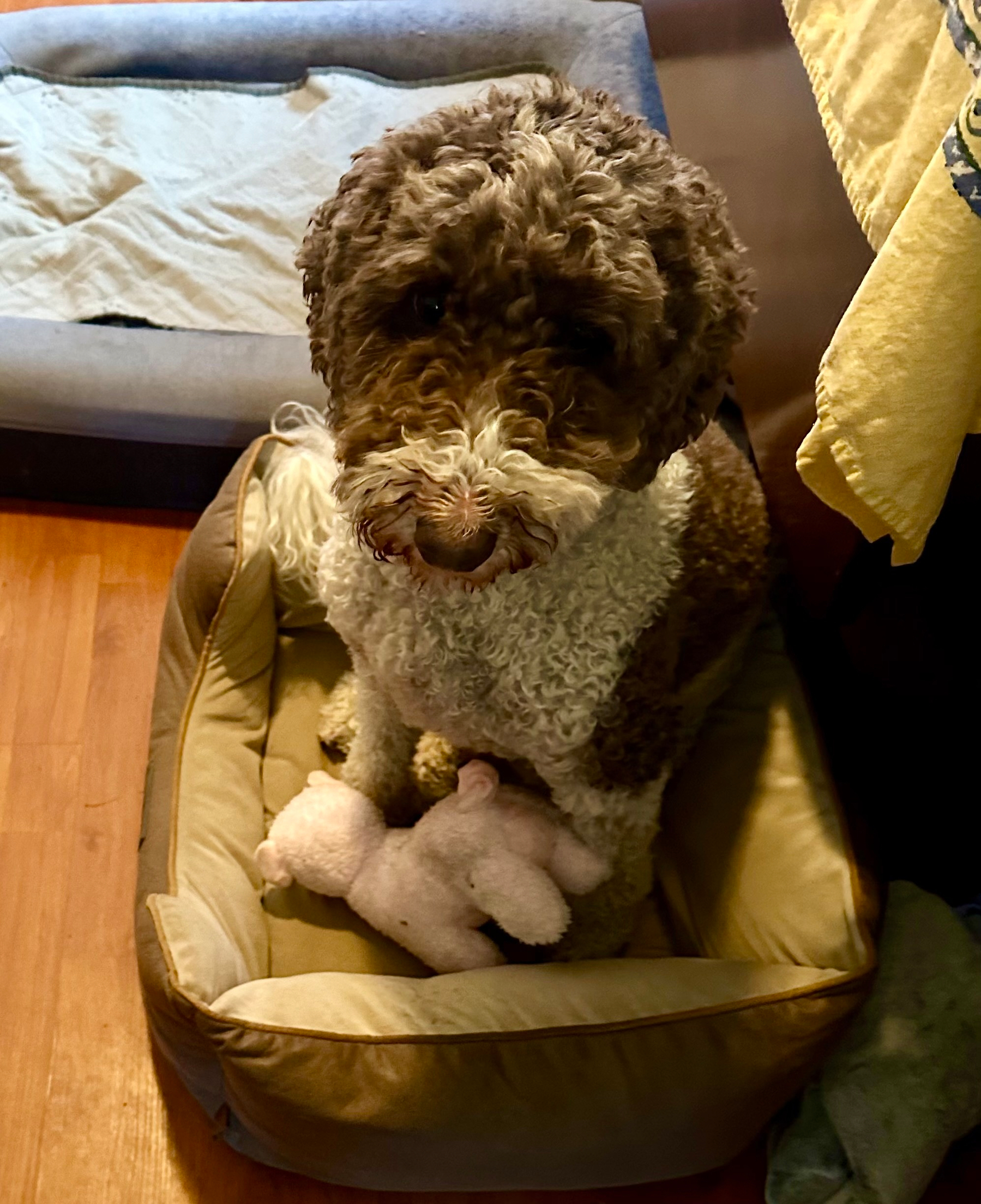 A brown and white dog sitting in a dog bed with a pink stuffed animal.