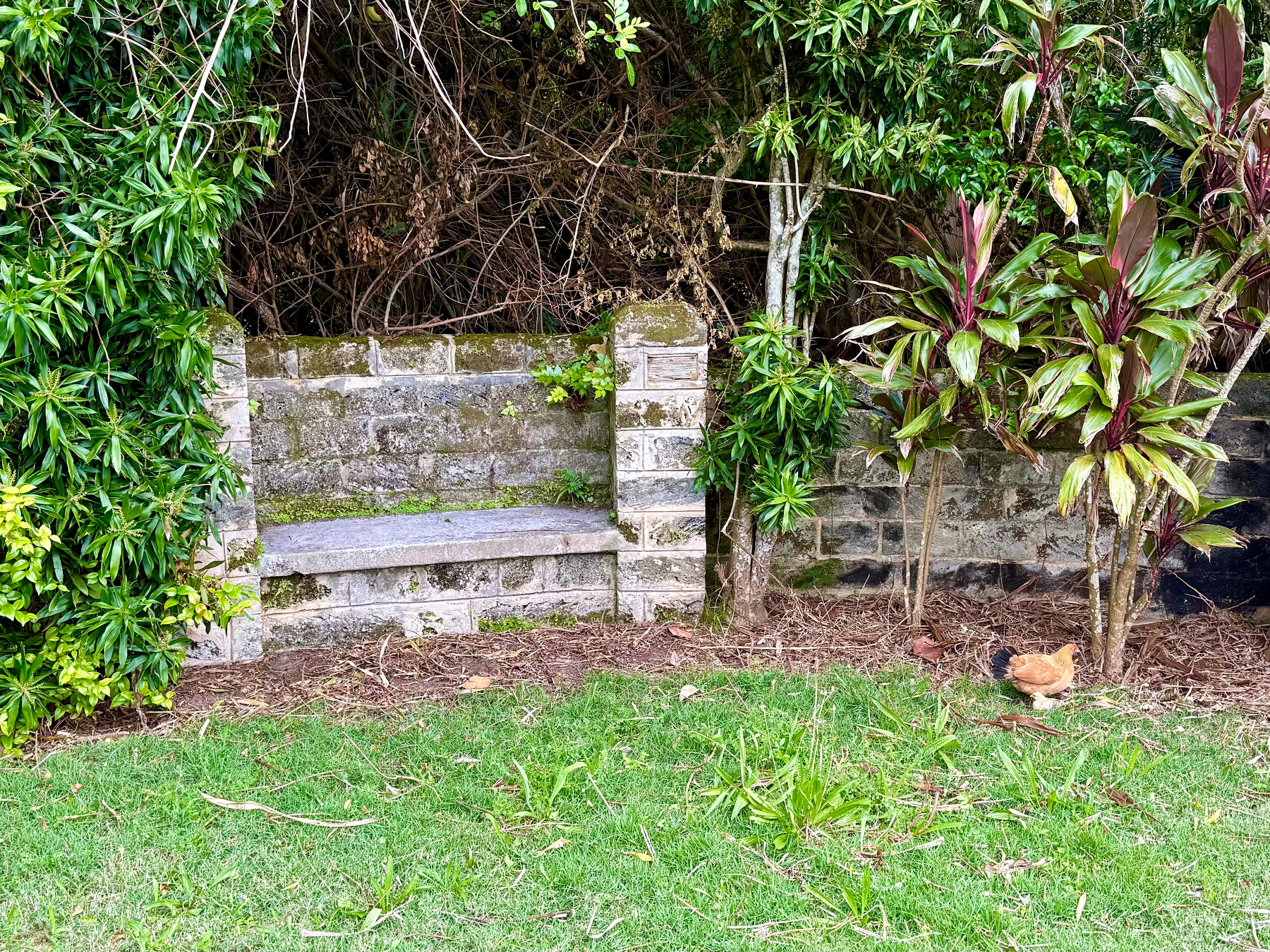 A small stone bench is built into an old stone wall, partially covered in moss and surrounded by dense greenery. The bench has a simple rectangular seat with low stone supports on either side, and the wall behind it is weathered with some plants beginning to grow in the cracks. On the right side, two red-tipped tropical plants grow near the wall, and a small brown chicken pecks at the ground beneath them. The foreground is a patchy green lawn with scattered bits of cut grass and leaves. Dense trees and vines form a shaded backdrop behind the bench.
