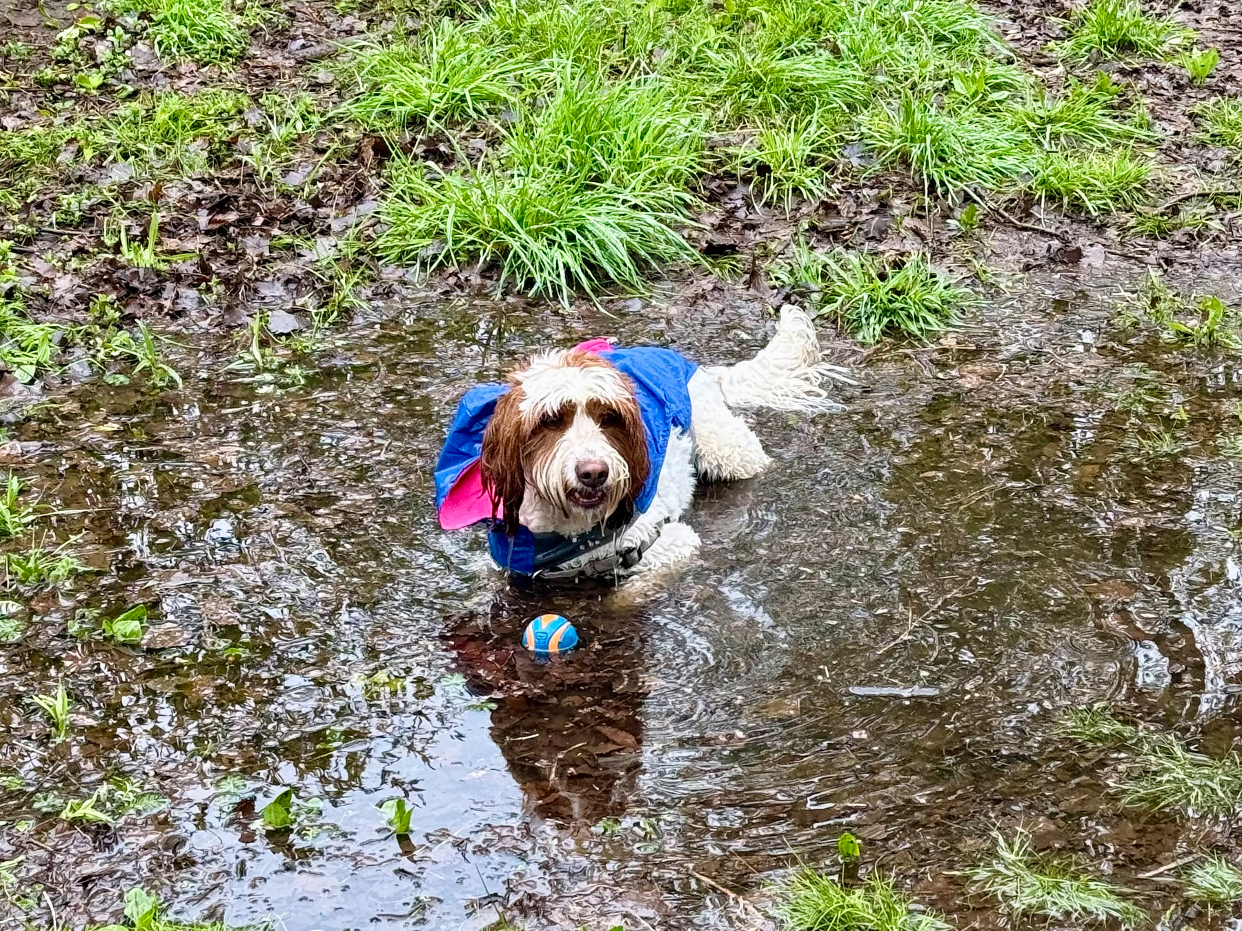 A fluffy white and brown dog wearing a blue jacket with pink inner lining is lying in a muddy puddle outdoors. The dog is wet and holding a blue and orange ball in front of it. The ground around the puddle is a mix of wet mud, fallen leaves, and patches of vibrant green grass. The dog looks directly at the camera, appearing content in the water.