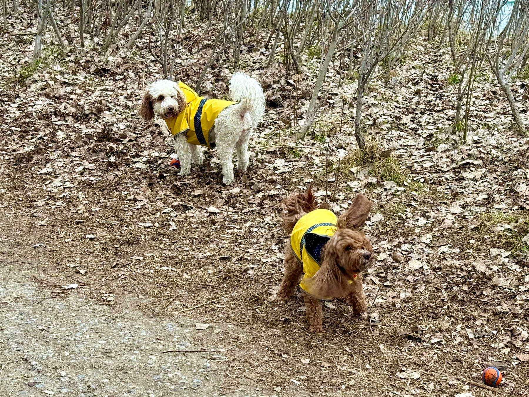 Two small dogs wearing bright yellow jackets are on a forest path covered in dry leaves and dirt. One dog, with curly white fur and brown ears, stands near the back looking toward the camera, while the other, a reddish-brown dog, is closer to the front mid-motion with its ears flapping. Both dogs are near orange and blue rubber balls, and the background is filled with leafless shrubs and sparse ground vegetation.