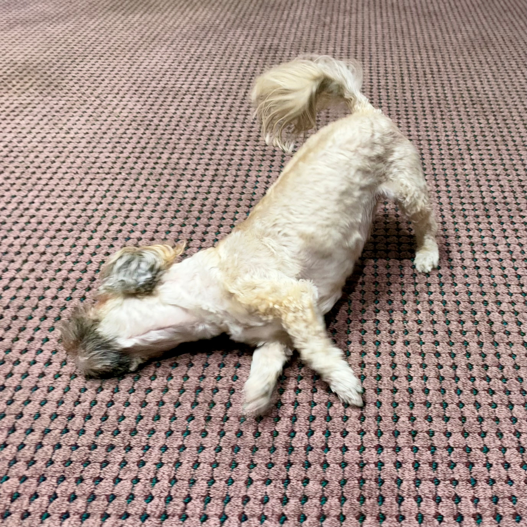 A small, light-coloured dog with curly fur is bent over on a patterned carpet with its head and front legs on the floor and its hind legs and tail raised in the air. The dog's body is mostly cream with slightly darker patches, and it has a fluffy tail. The carpet is a muted pinkish colour with a repeating pattern of evenly spaced small dark dots. The dog appears to be playfully rolling or stretching on the carpet.